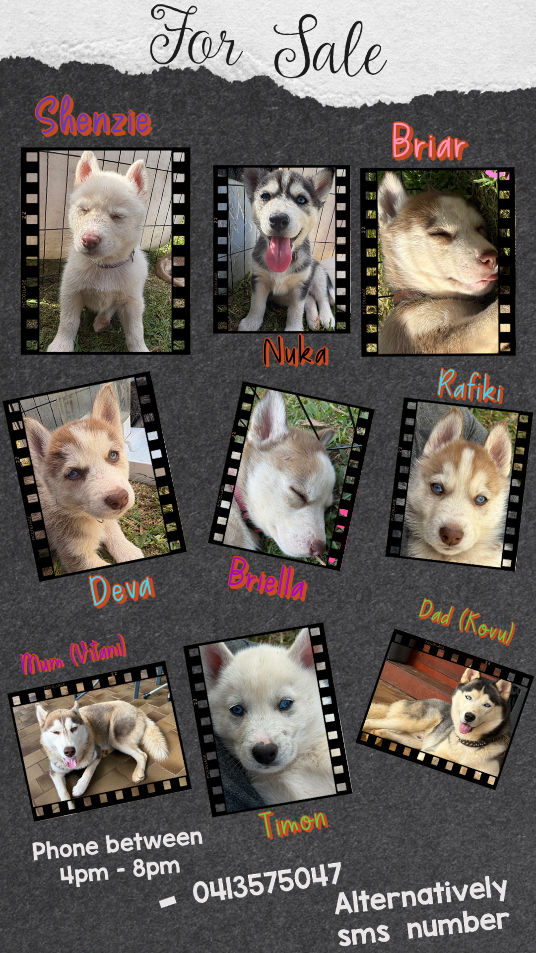 SIBERIAN HUSKY’S