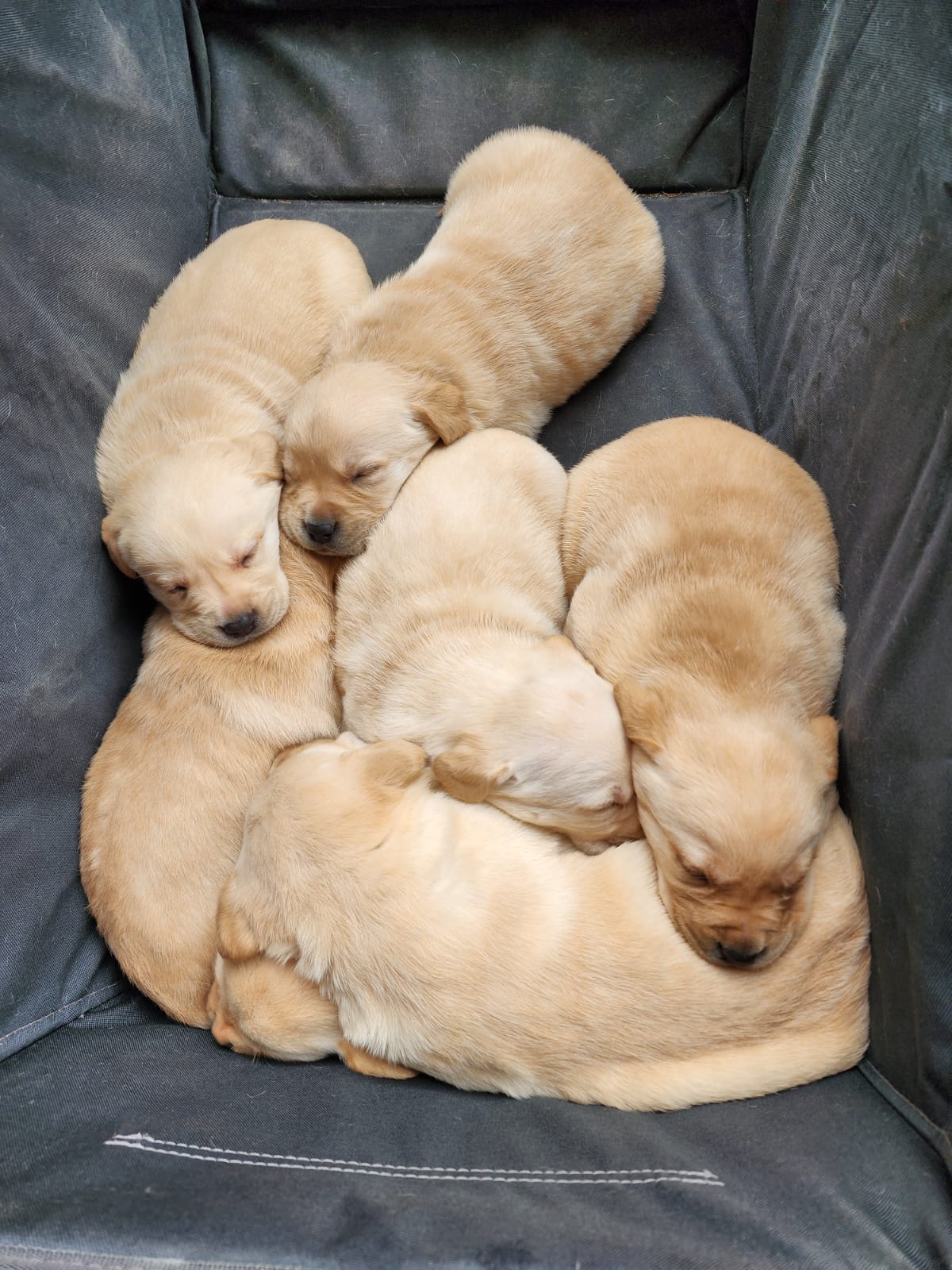 Adorable purebred golden Labrador puppies