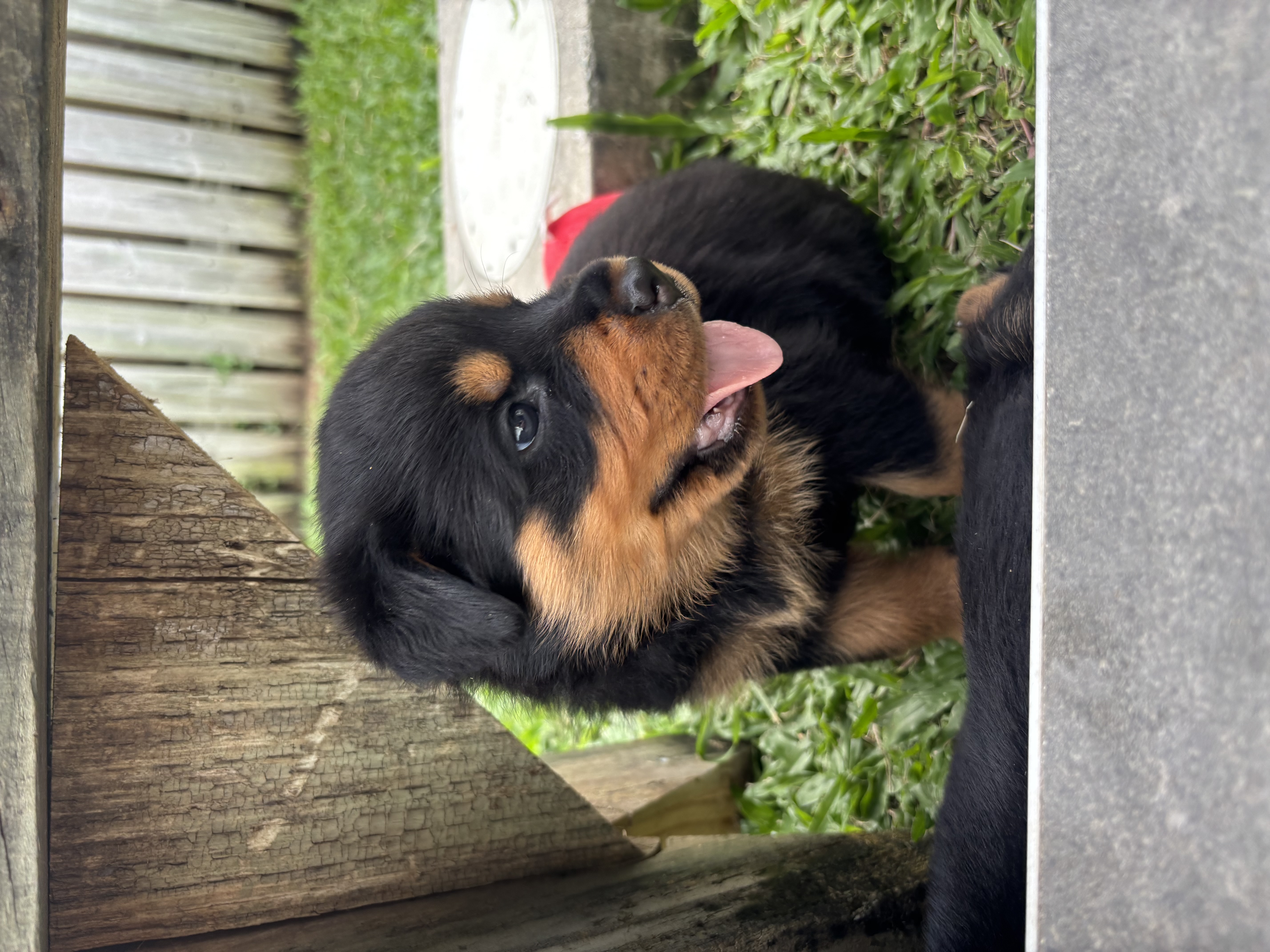 Rottweiler – Townsville City