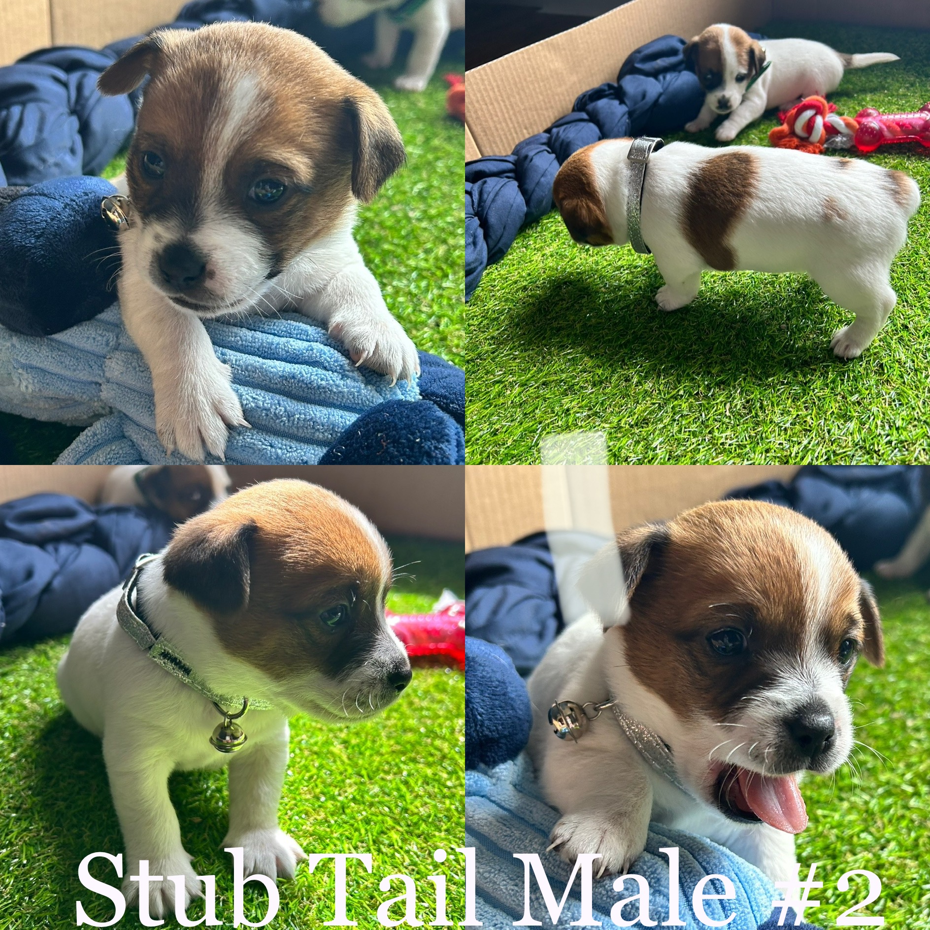 Purebred Jack Russell pups