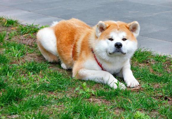 Akita – Penrith