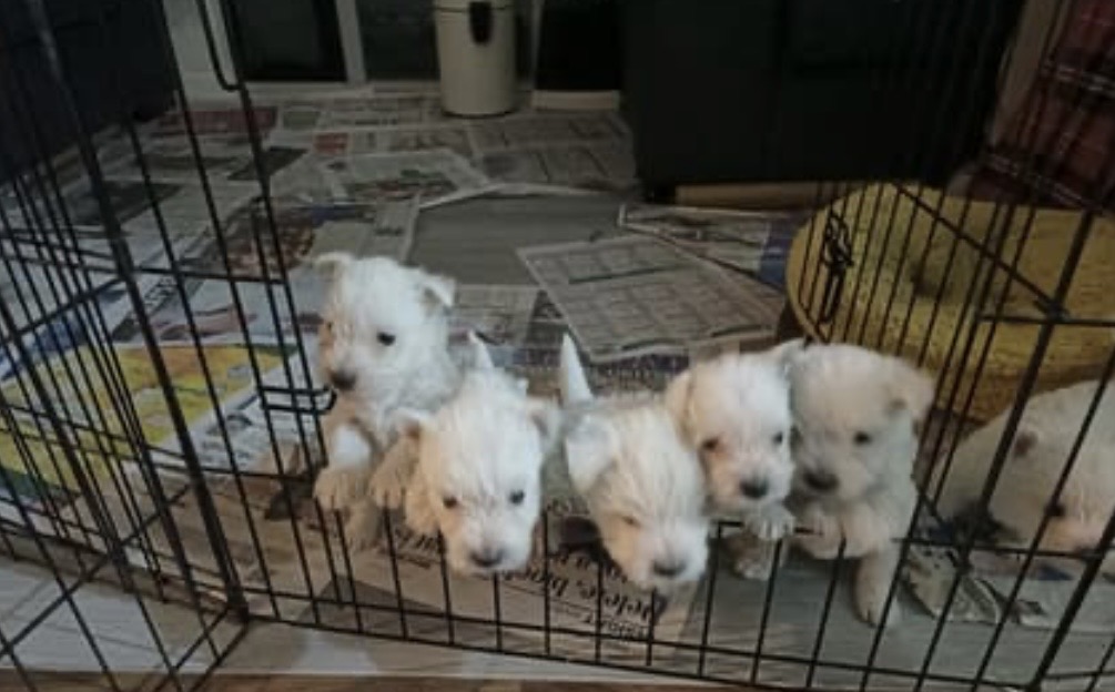 West Highland Terrier – Mawson Lakes