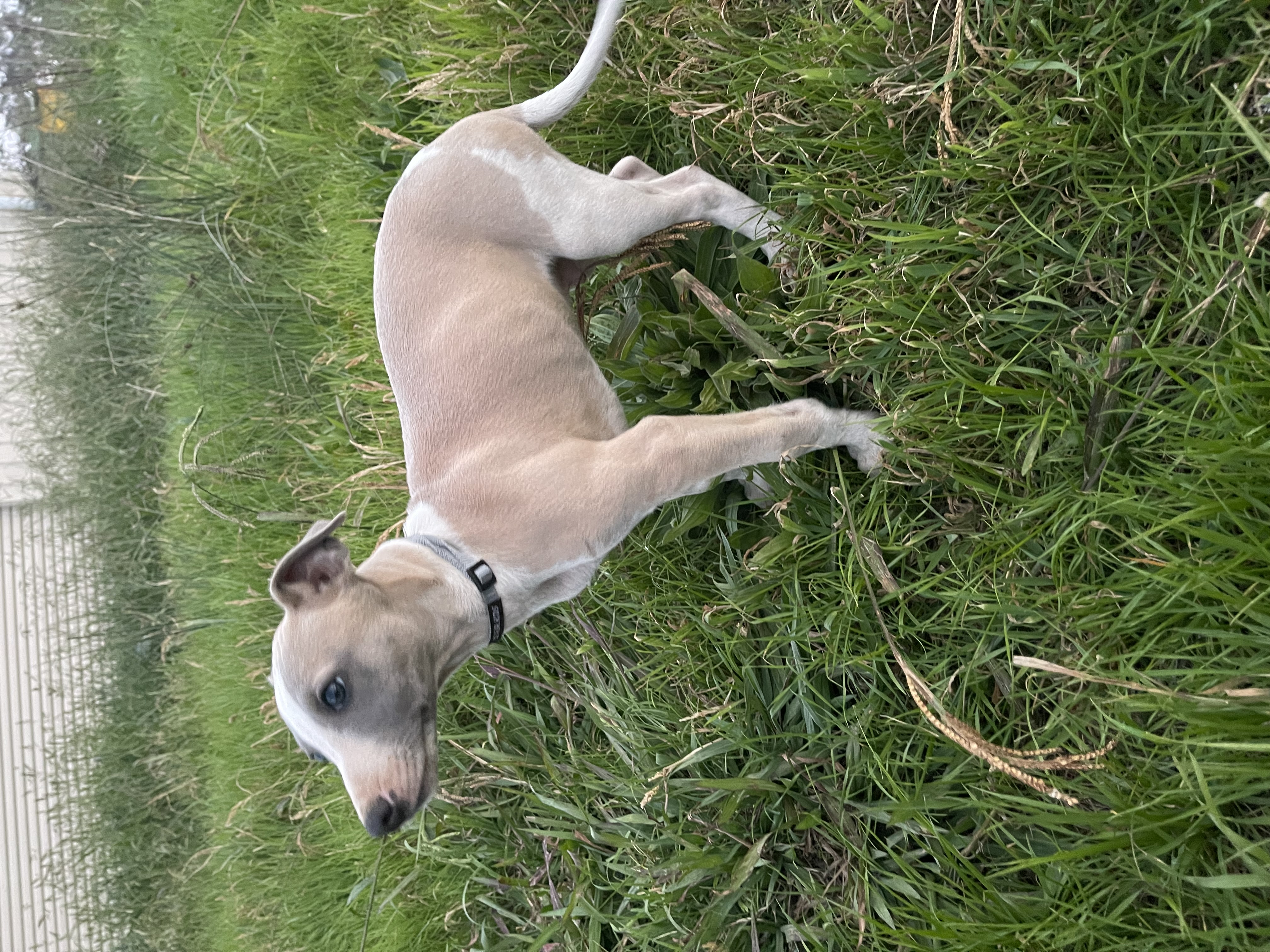 Whippet – Lancaster