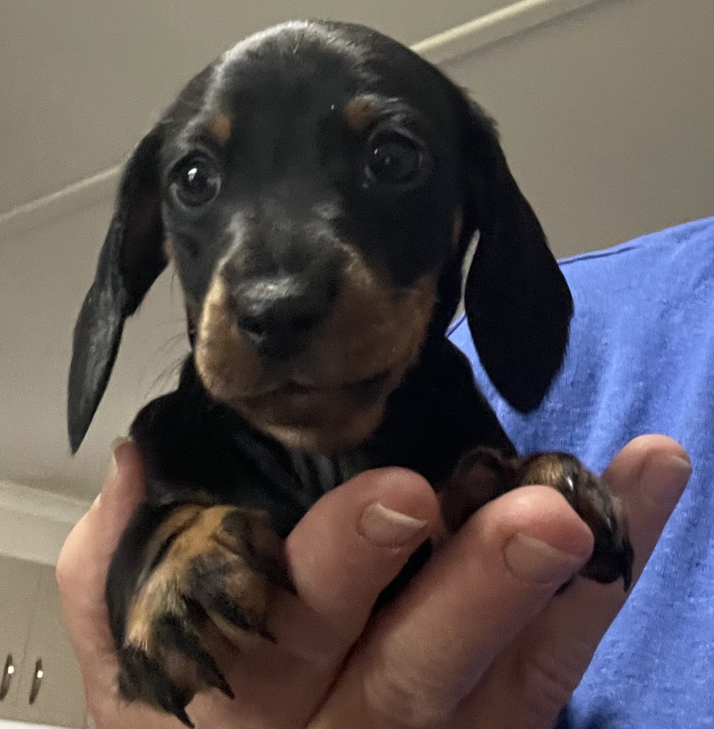 Dachshund – Kingaroy