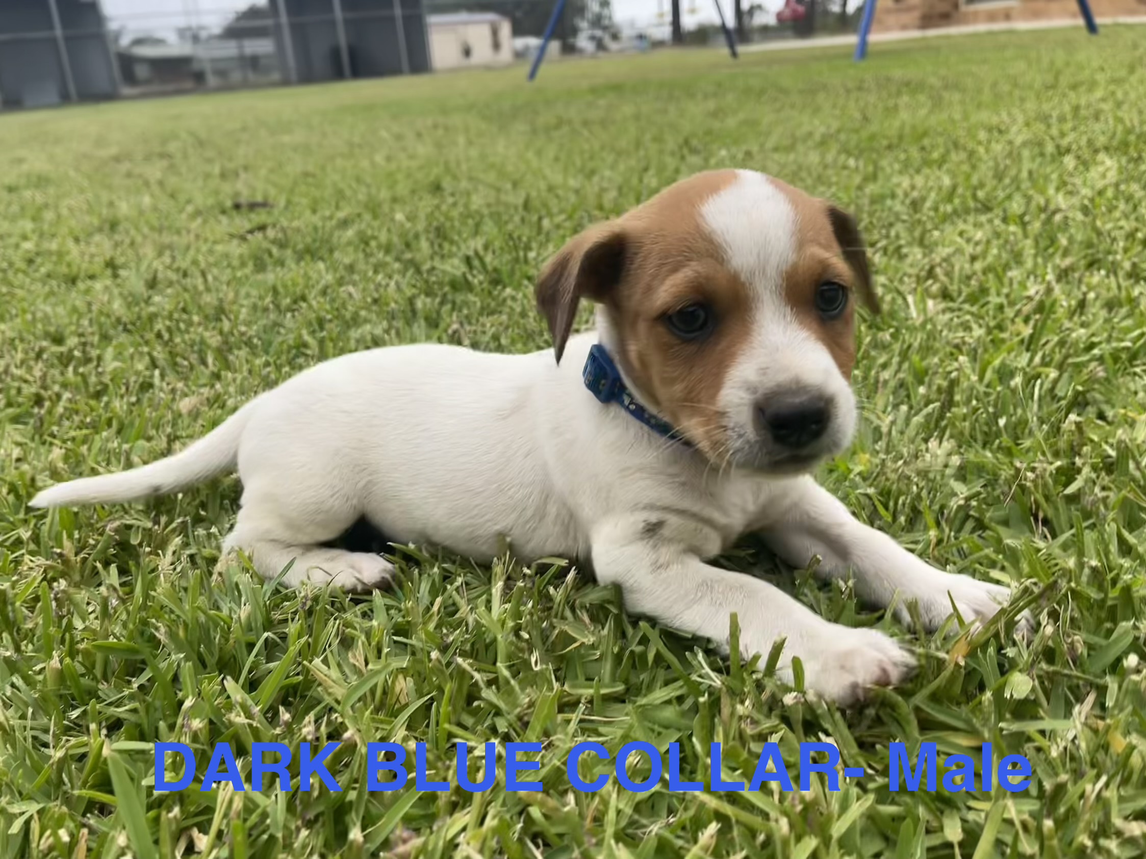 Jack Russell – Llandilo