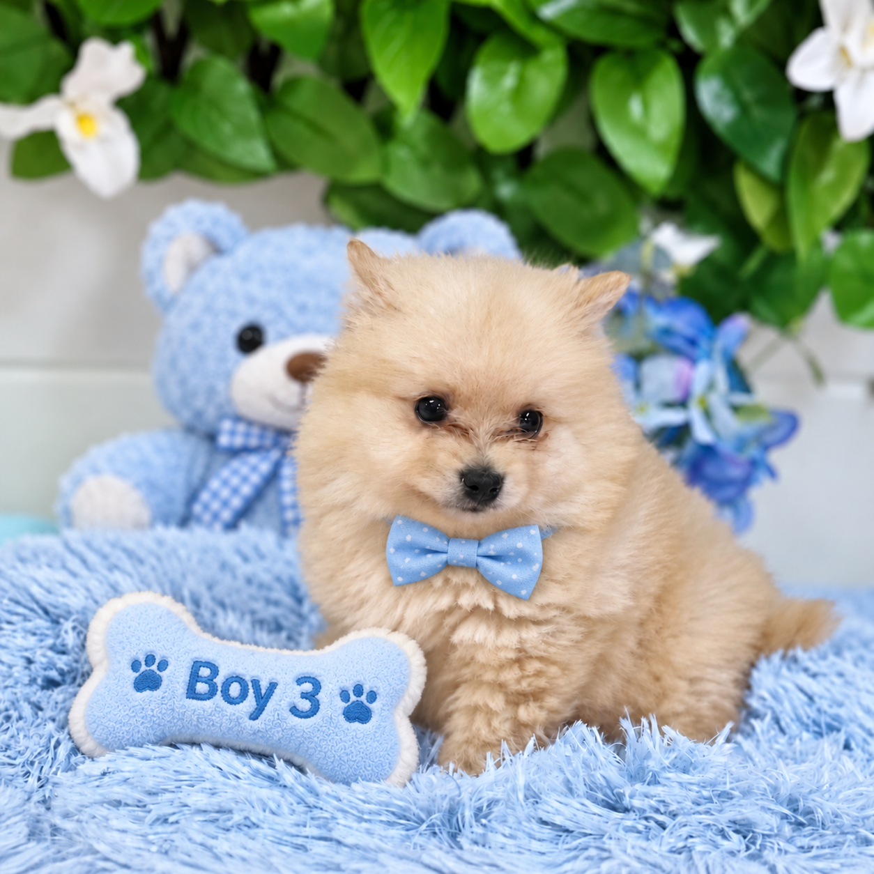 Pomeranian – Nerang