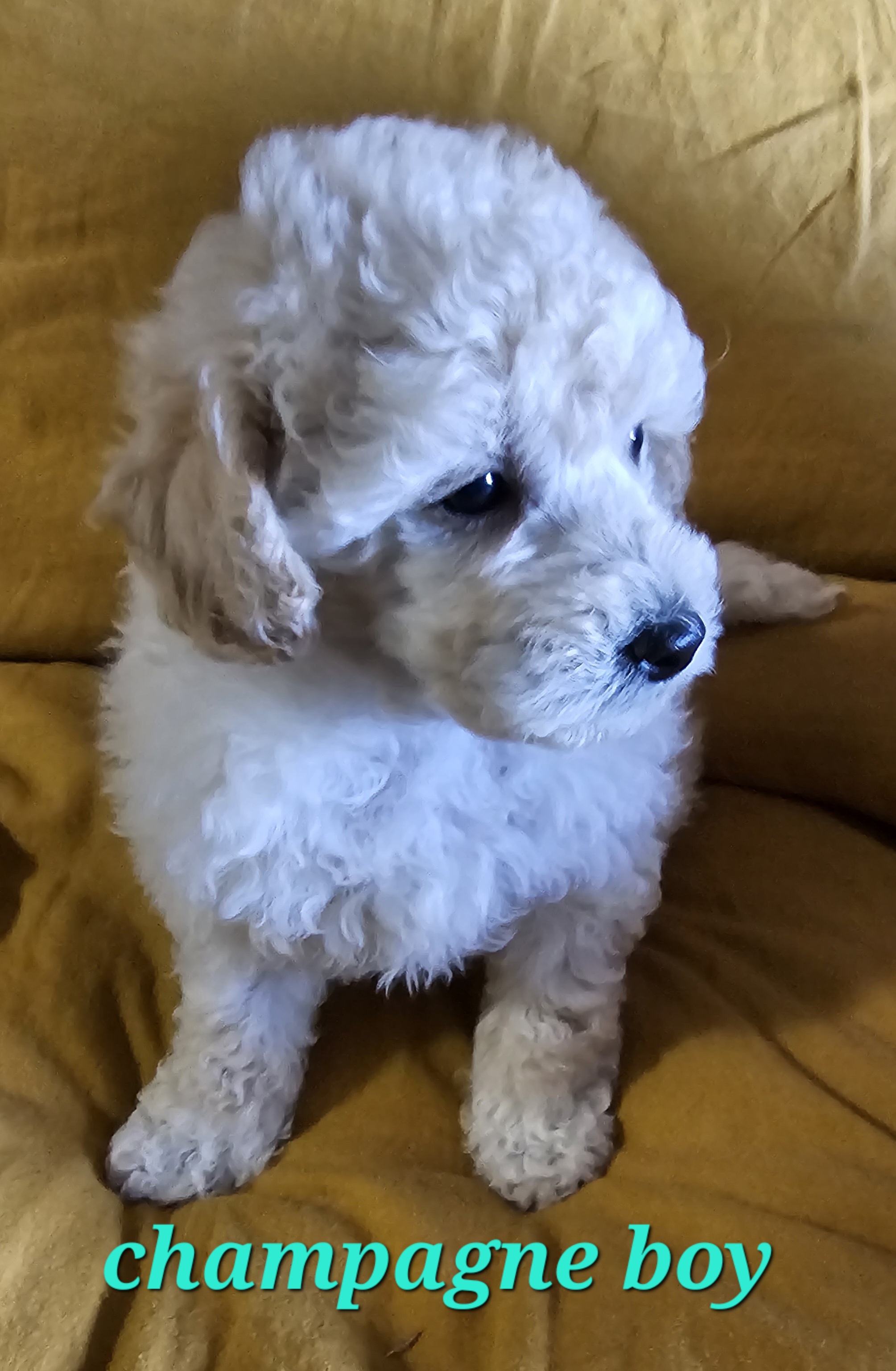 Toy Poodle Puppies - Adorable!!