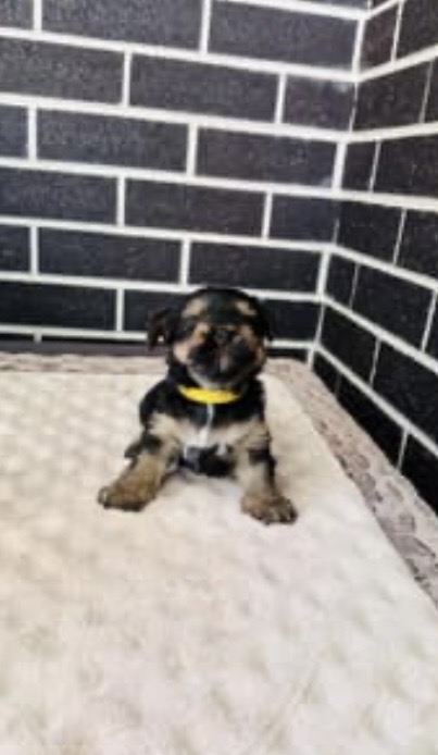 Yorkshire Terrier – Pacific Pines