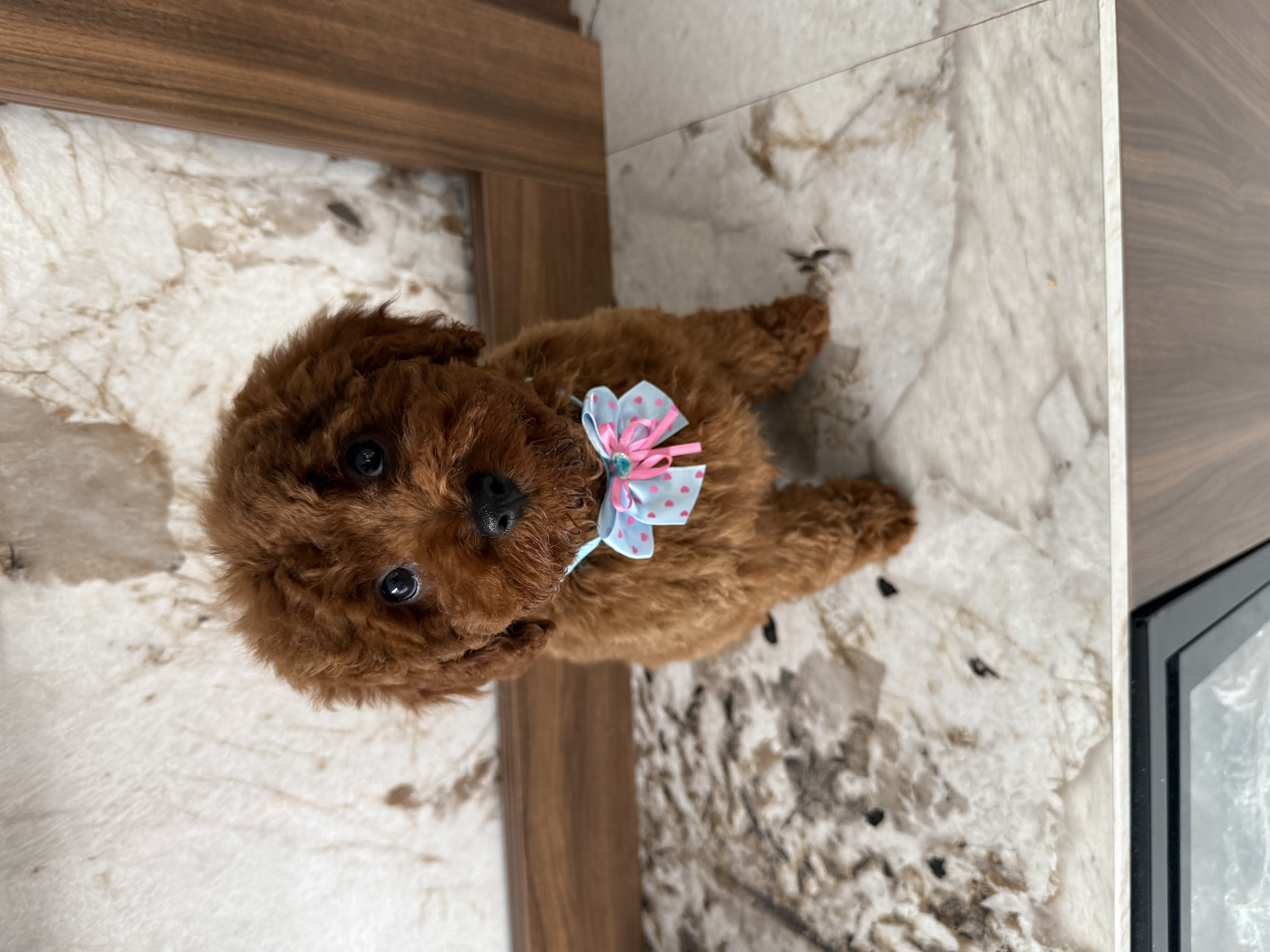 Cavoodle – Wallan