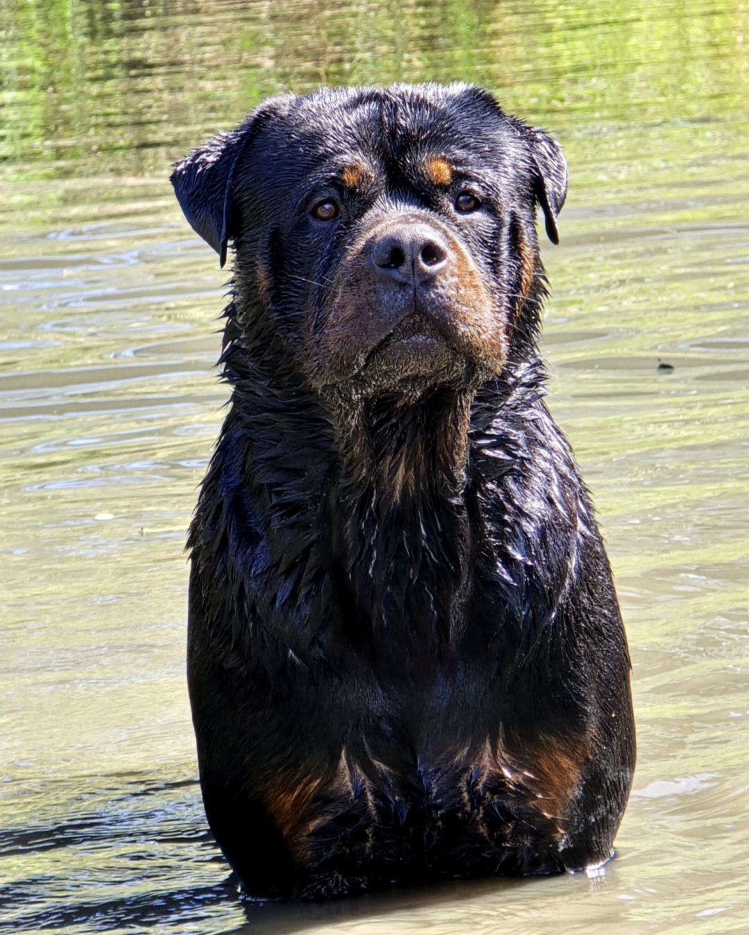 Rottweiler – Murphys Creek
