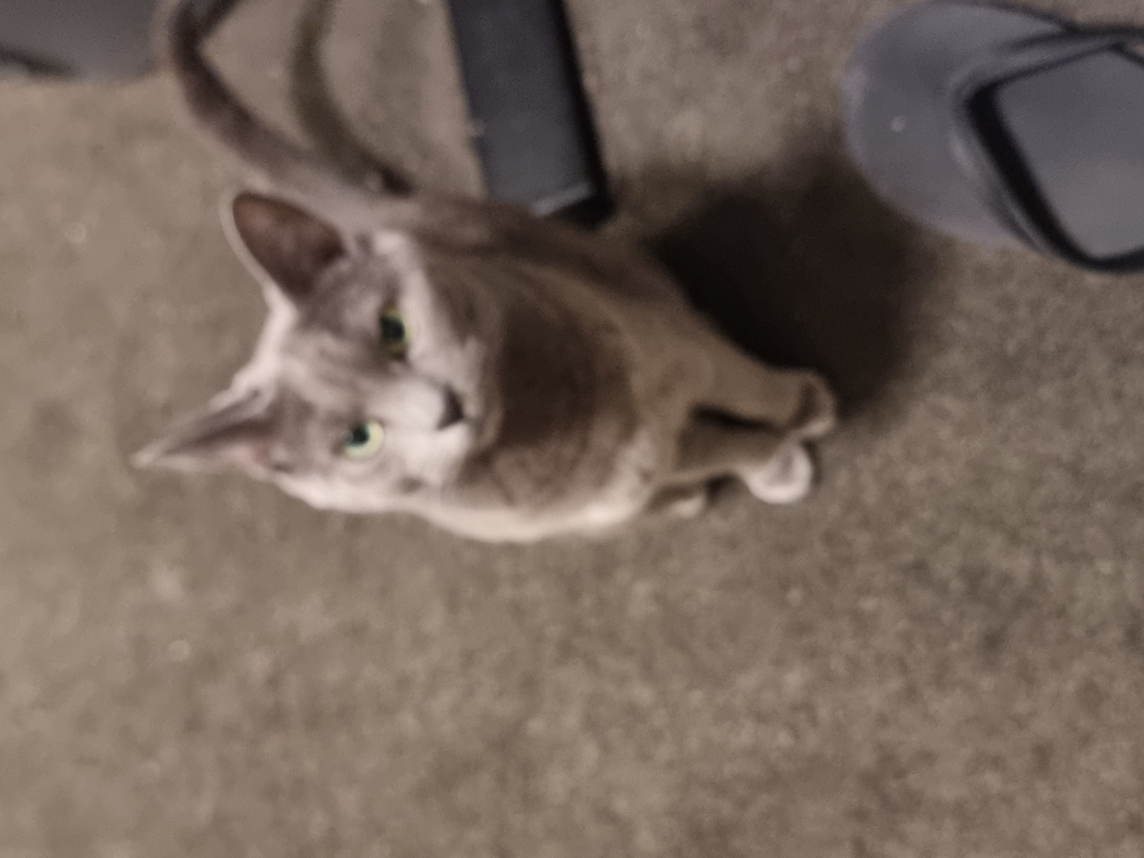 Russian Blue – Melbourne