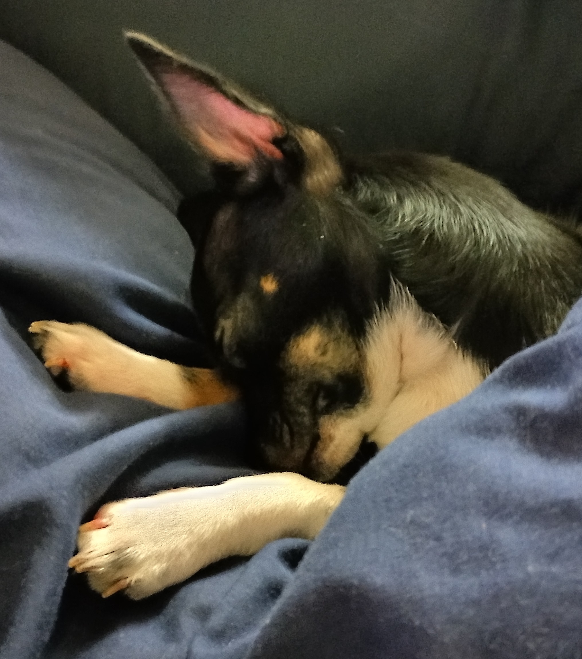 Chihuahua – Moorooka