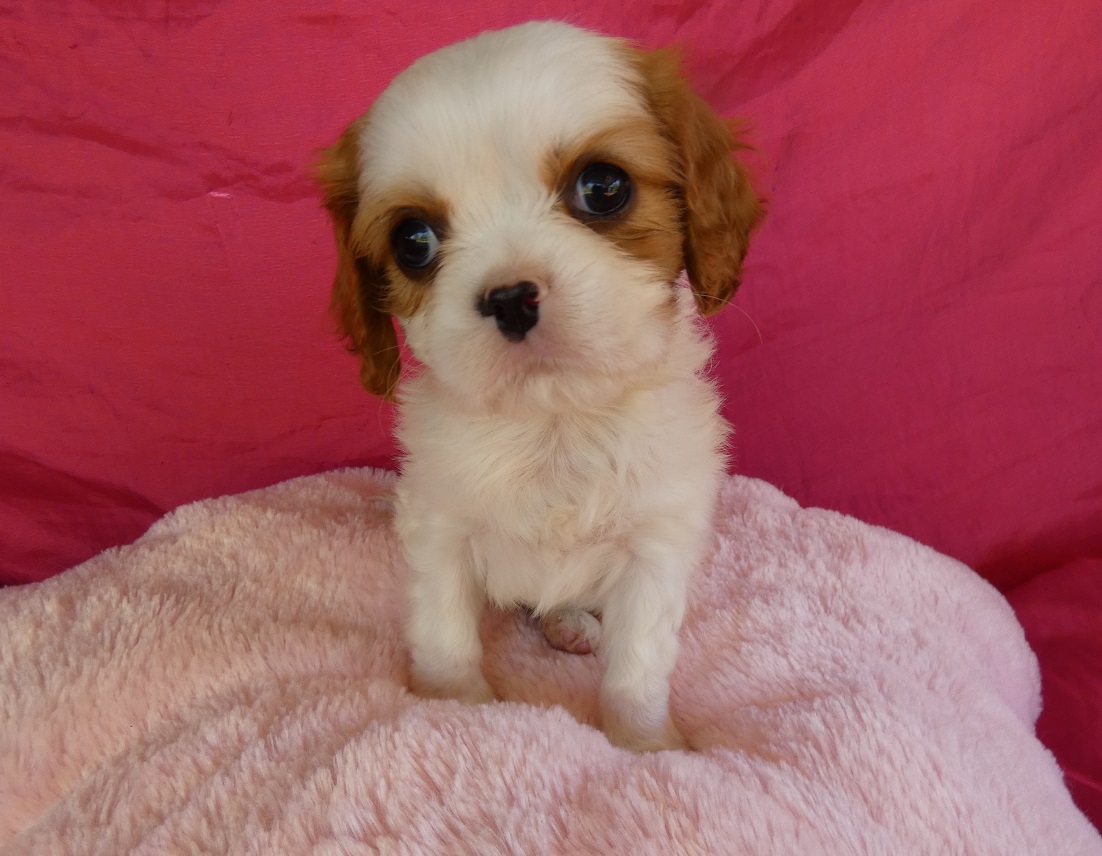 CAVALIER KING CHARLES SPANIEL PEDIGREE DNA CLEAR PUPPIES
