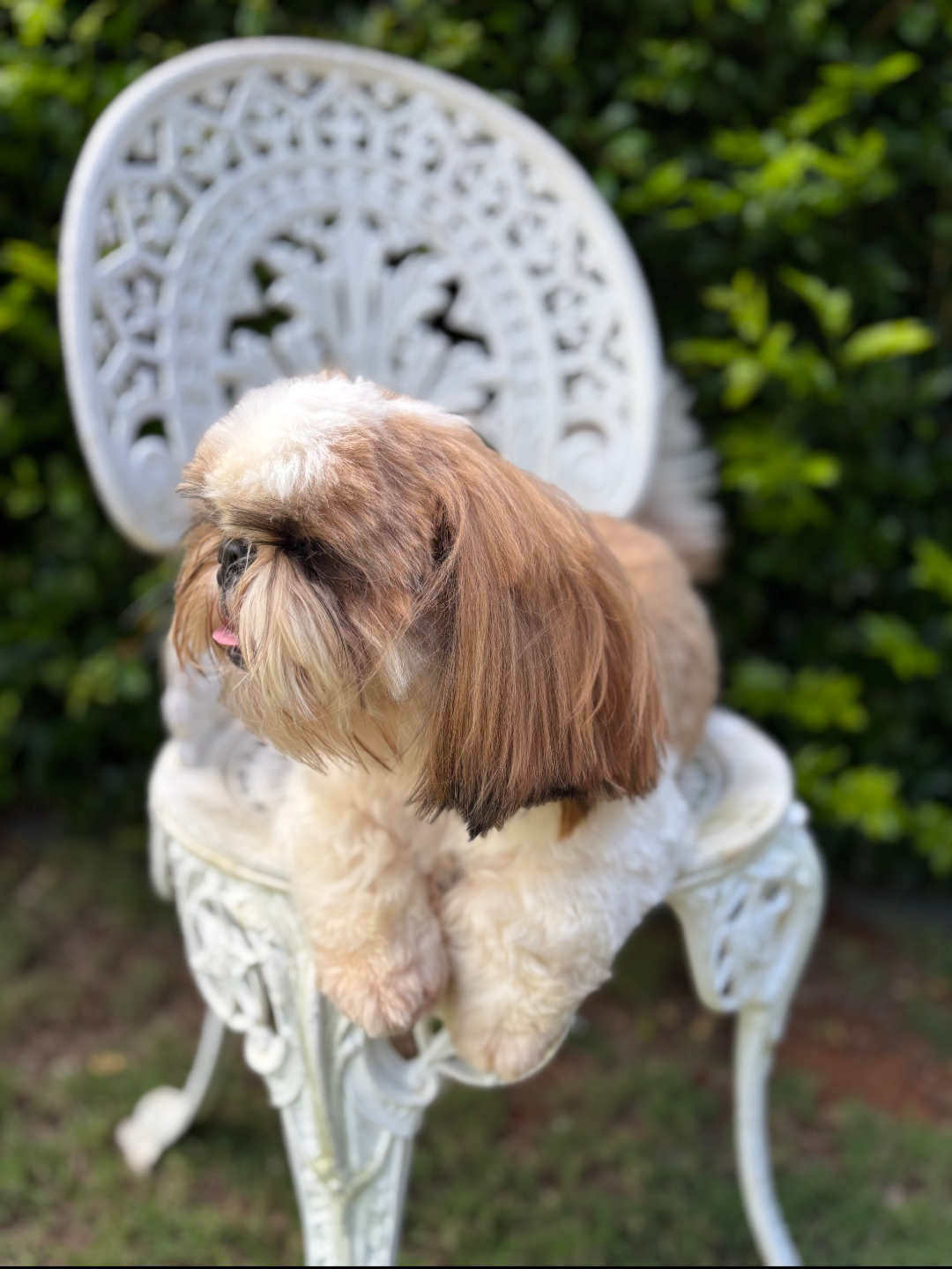 Shih Tzu – Toowoomba