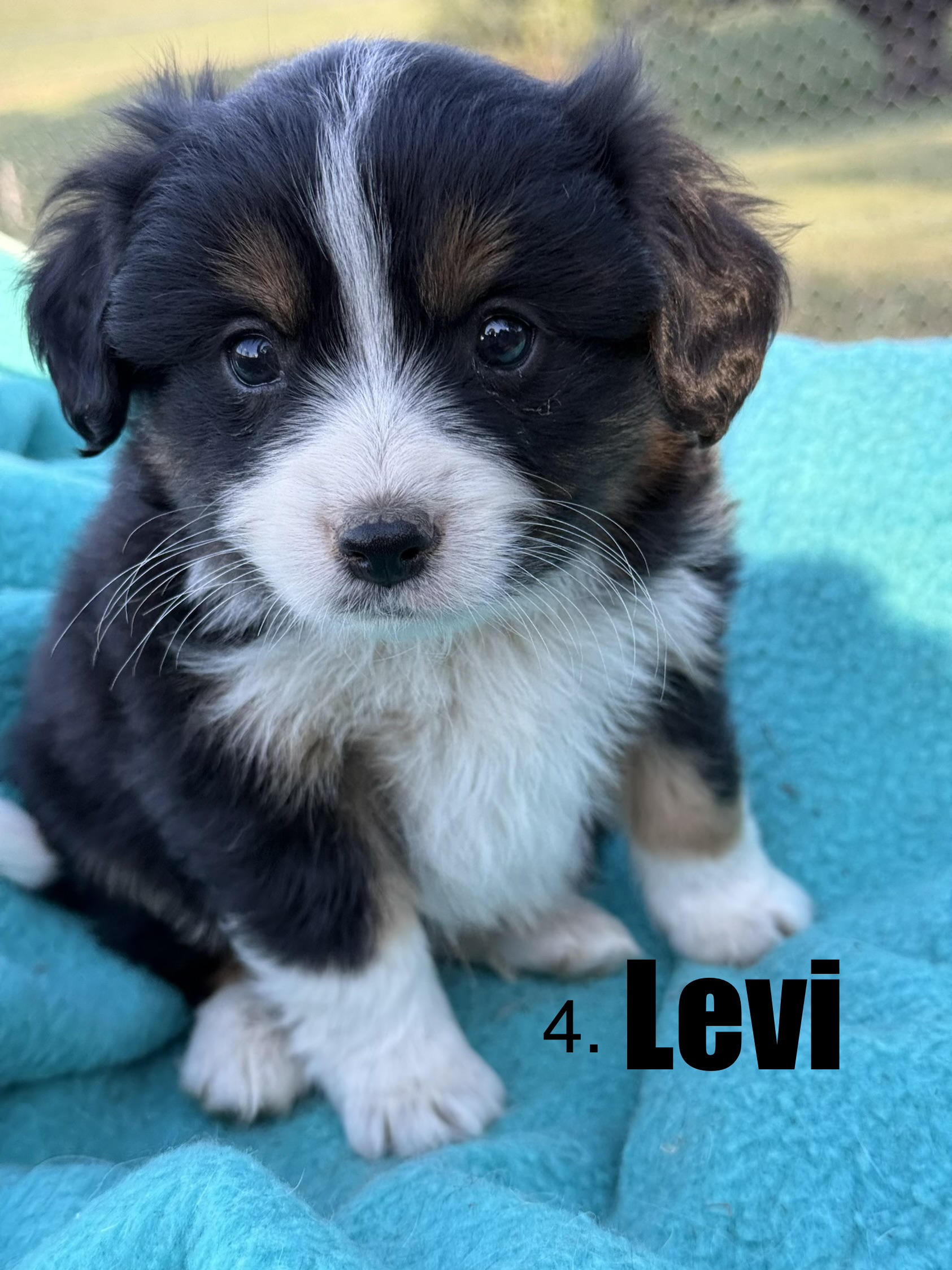 Cavalier King Charles Spaniel – Cooma