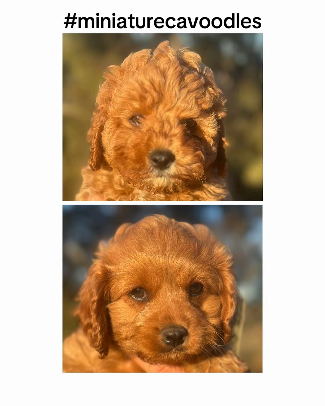 Mini Cavoodle – Oodle Lodge