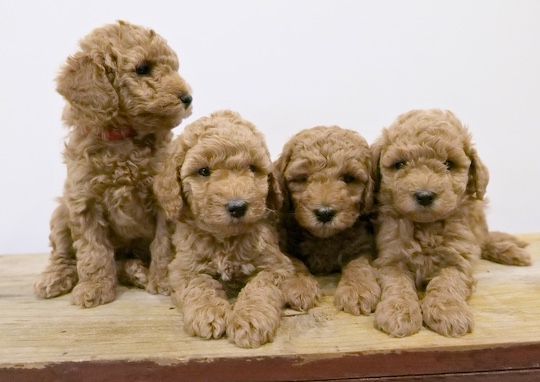 Poodle Mini – Ermington