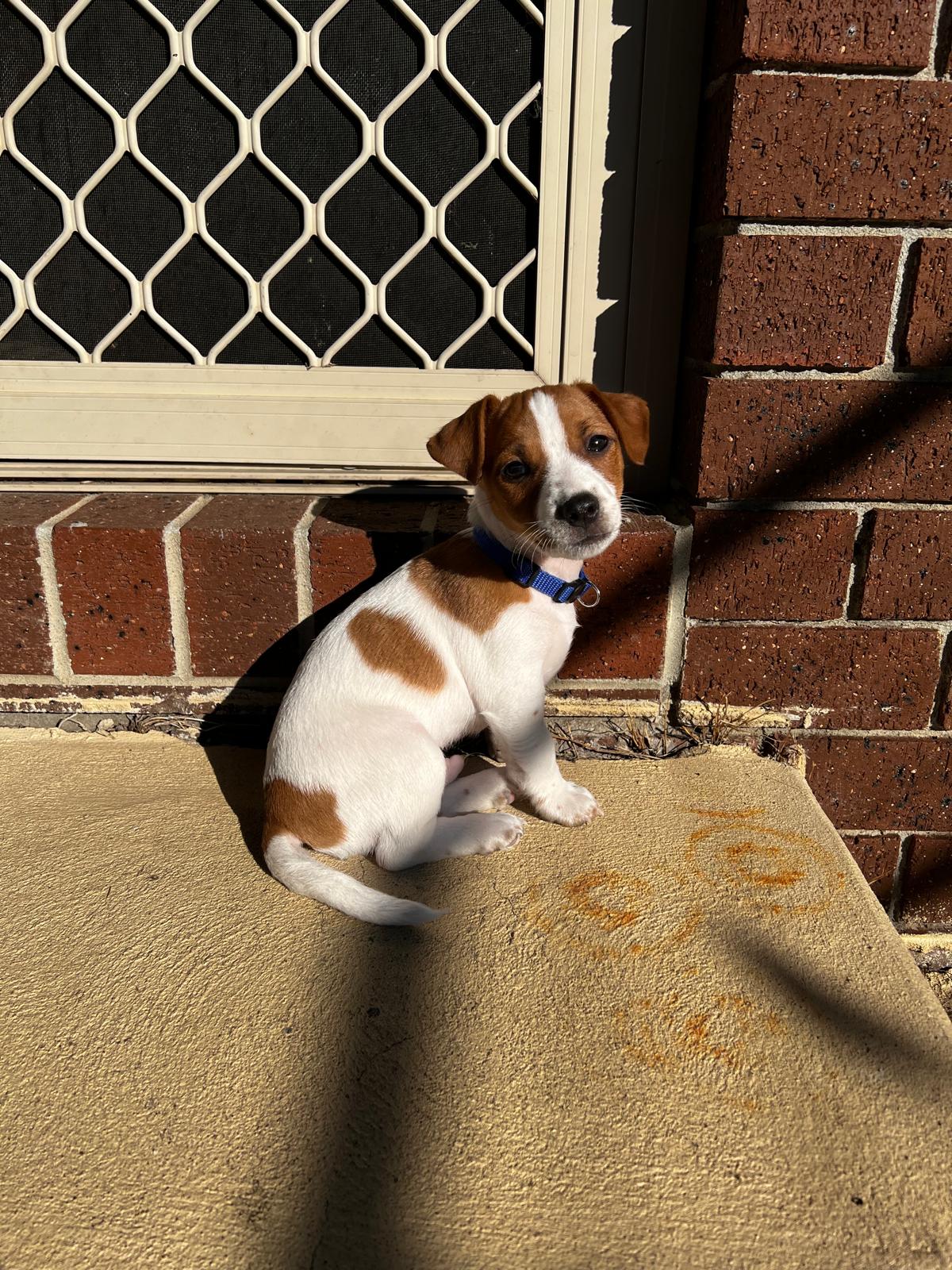 Jack Russell – Weir Views