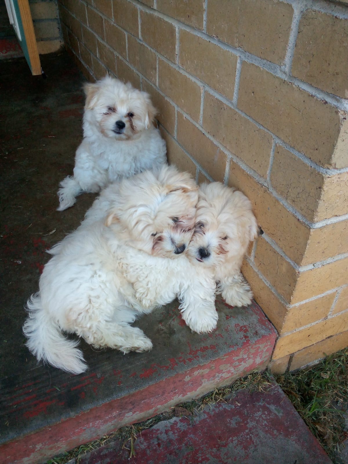 Maltese – Werribee