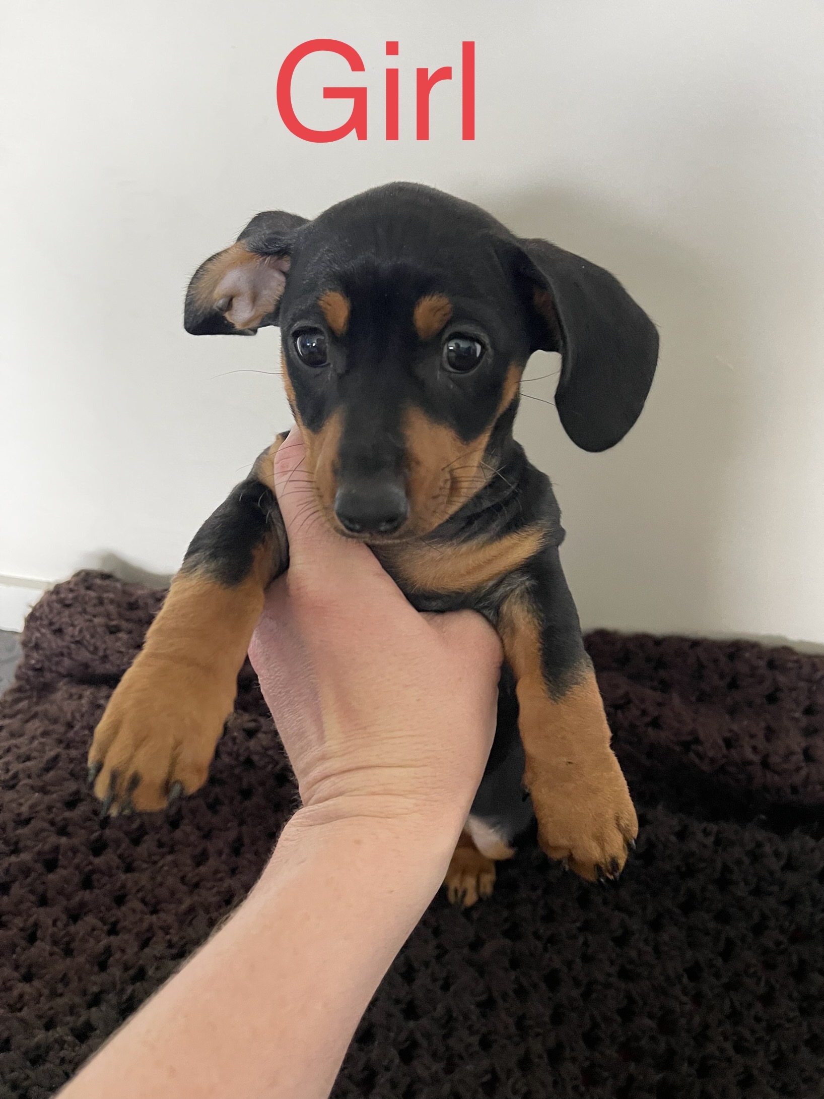 Doxie pins – mini pinscher cross mini dachshund