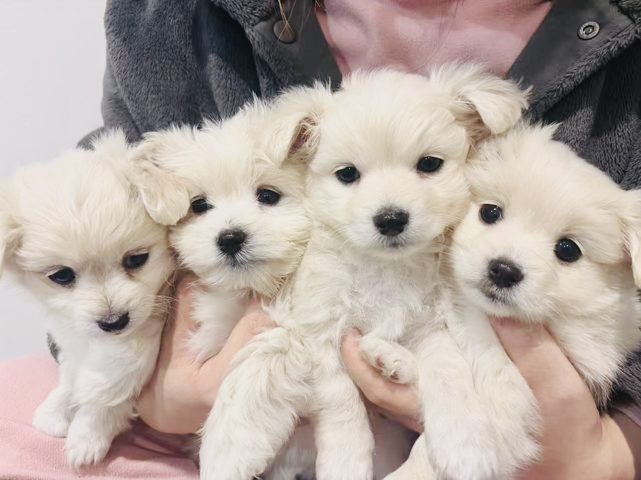 Maltese – Glenroy