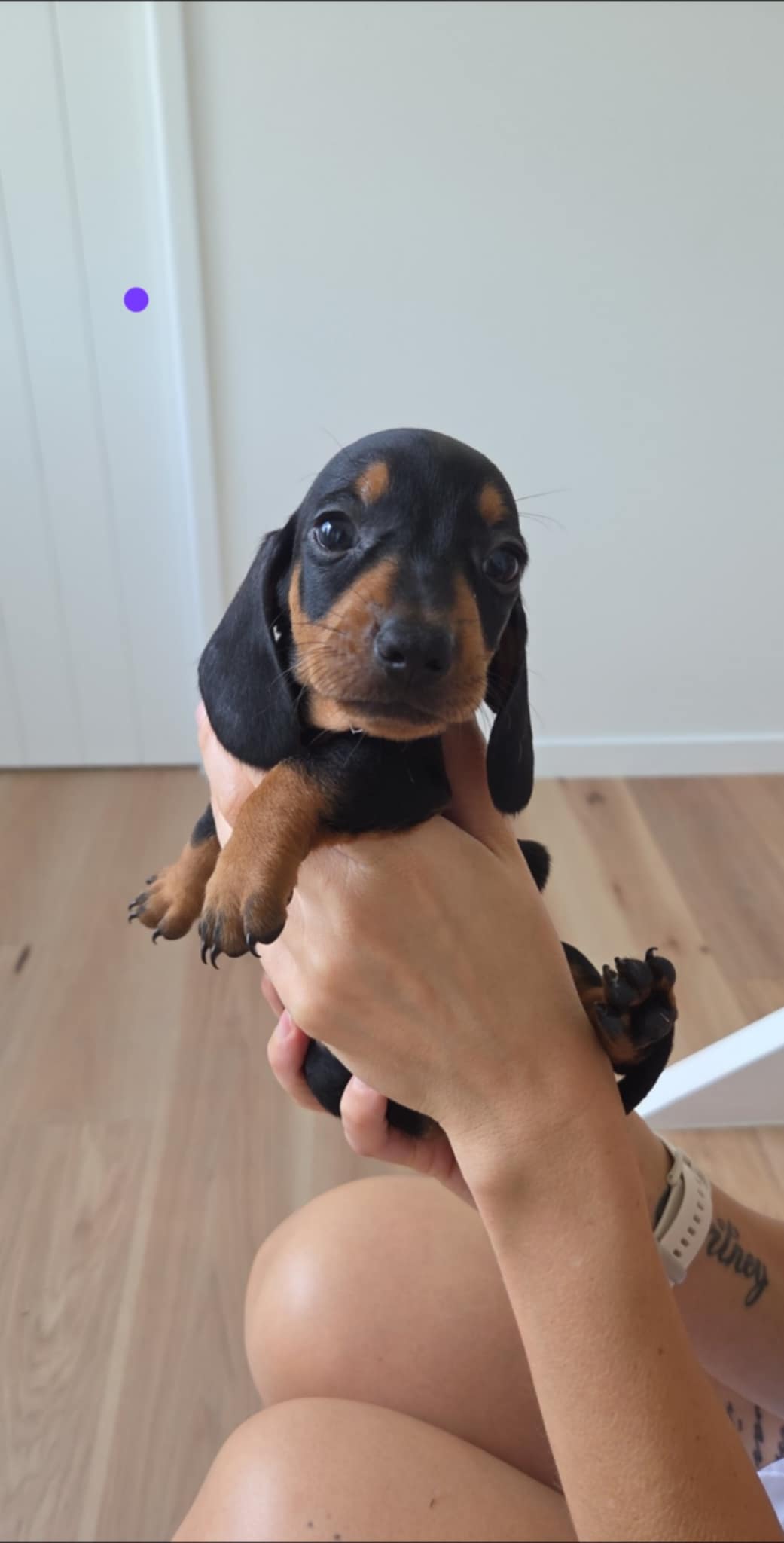 Dachshund – Everton Park
