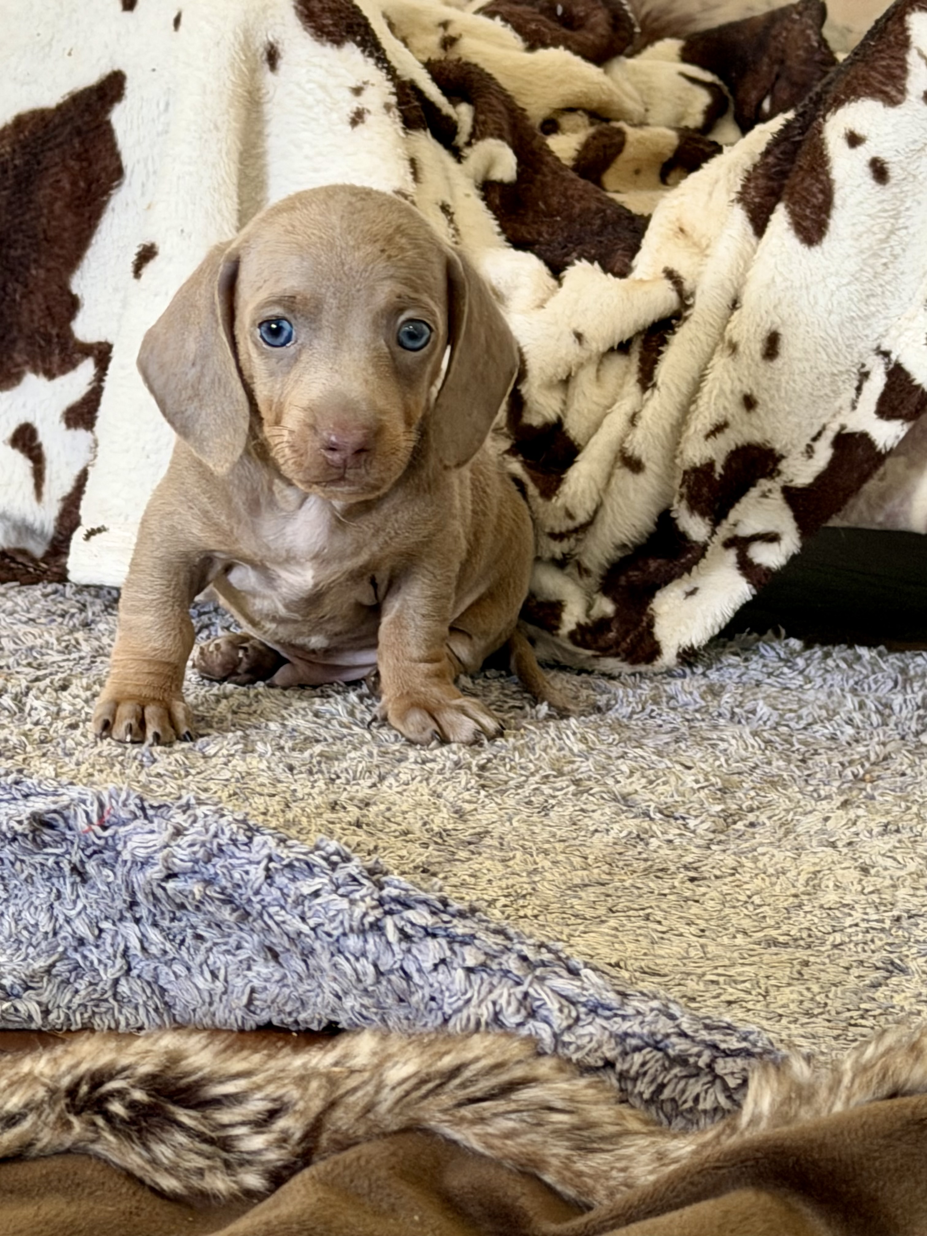 Miniature Dachshund – Port Macquarie