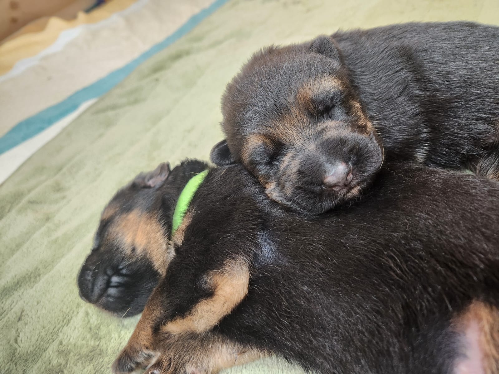 German Shepherd – North Saint Marys