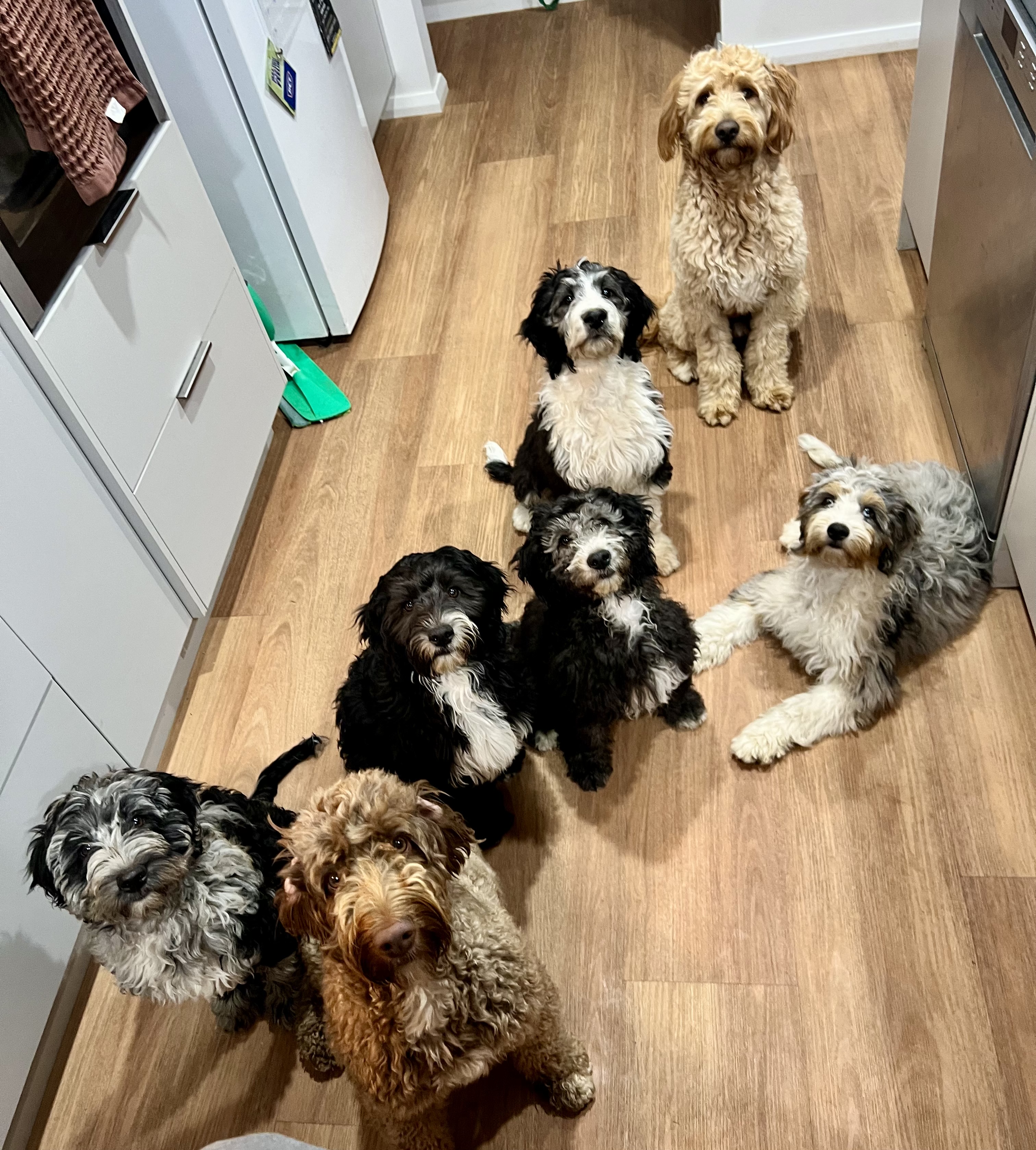 Bordoodle – Southern Highlands