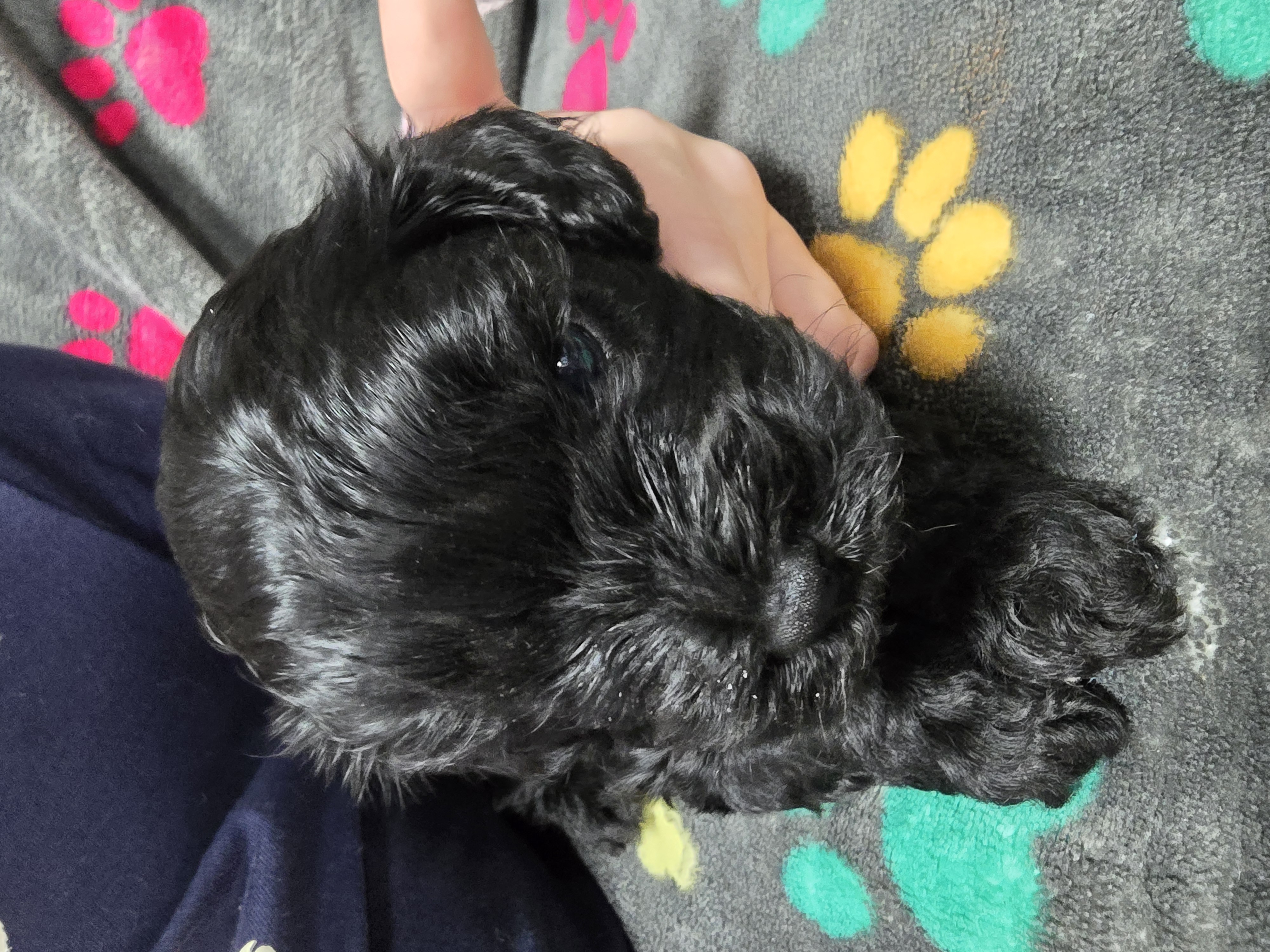 Cavoodle – Canberra