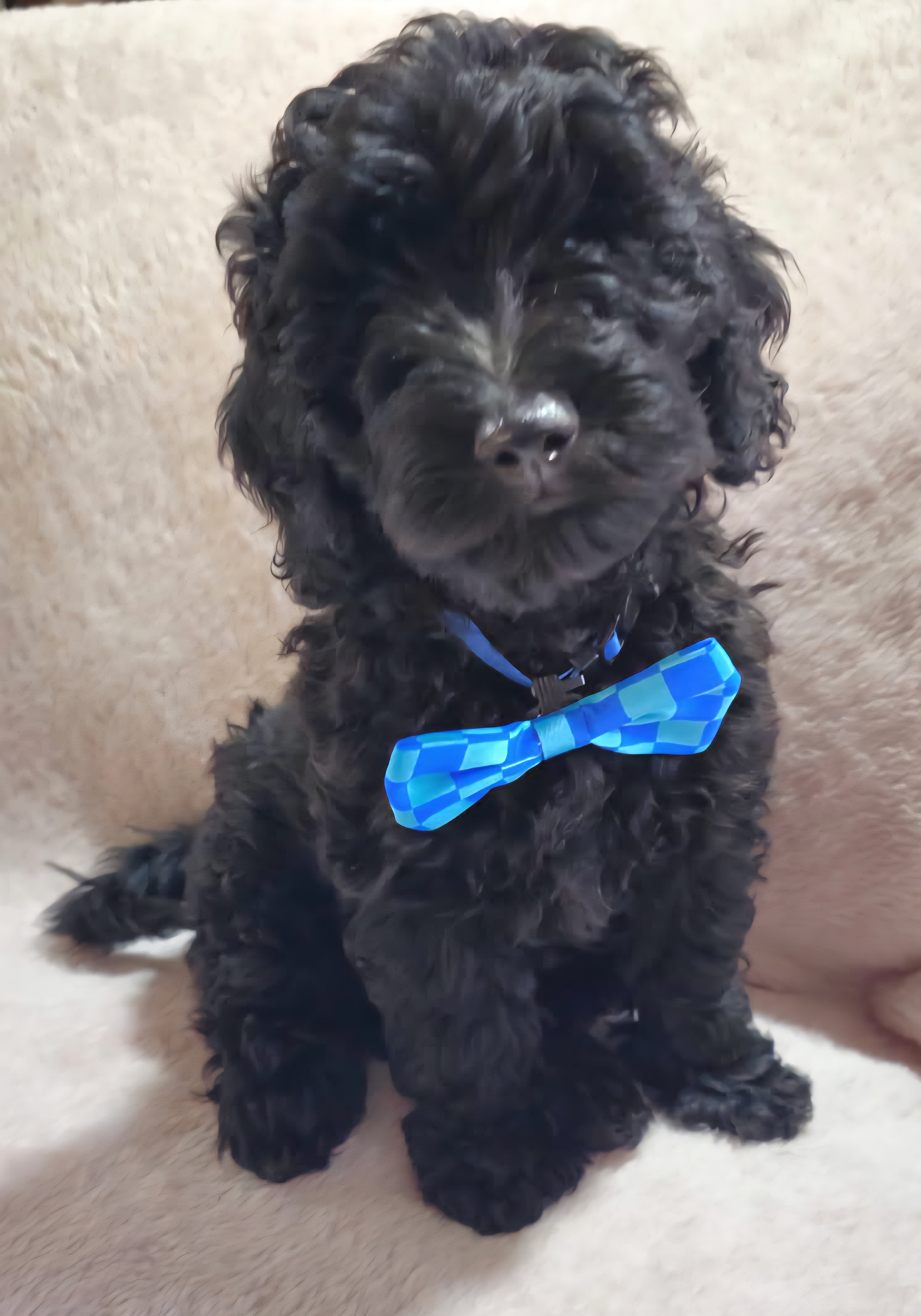 Goldendoodle – Gunn