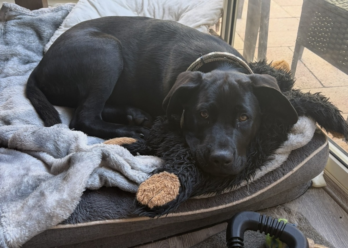 Dogs – Carrum Downs