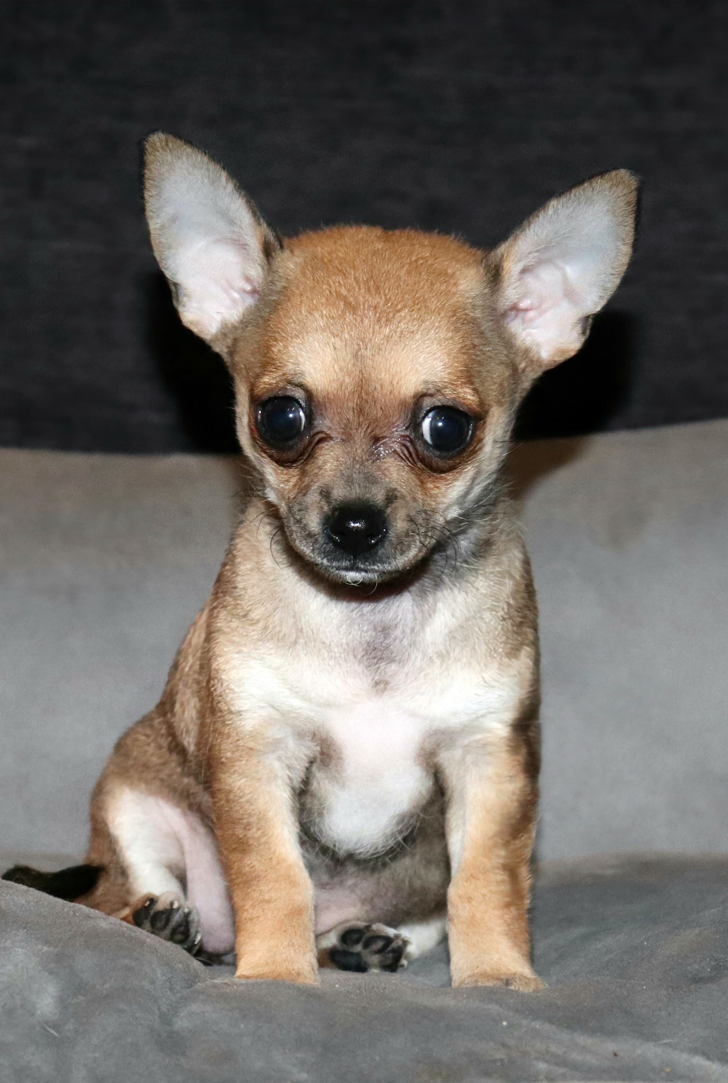 Chihuahua - Midvale