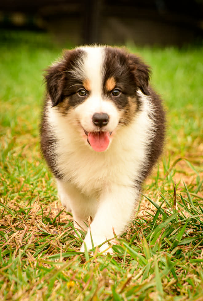 Border Collie – Clyde