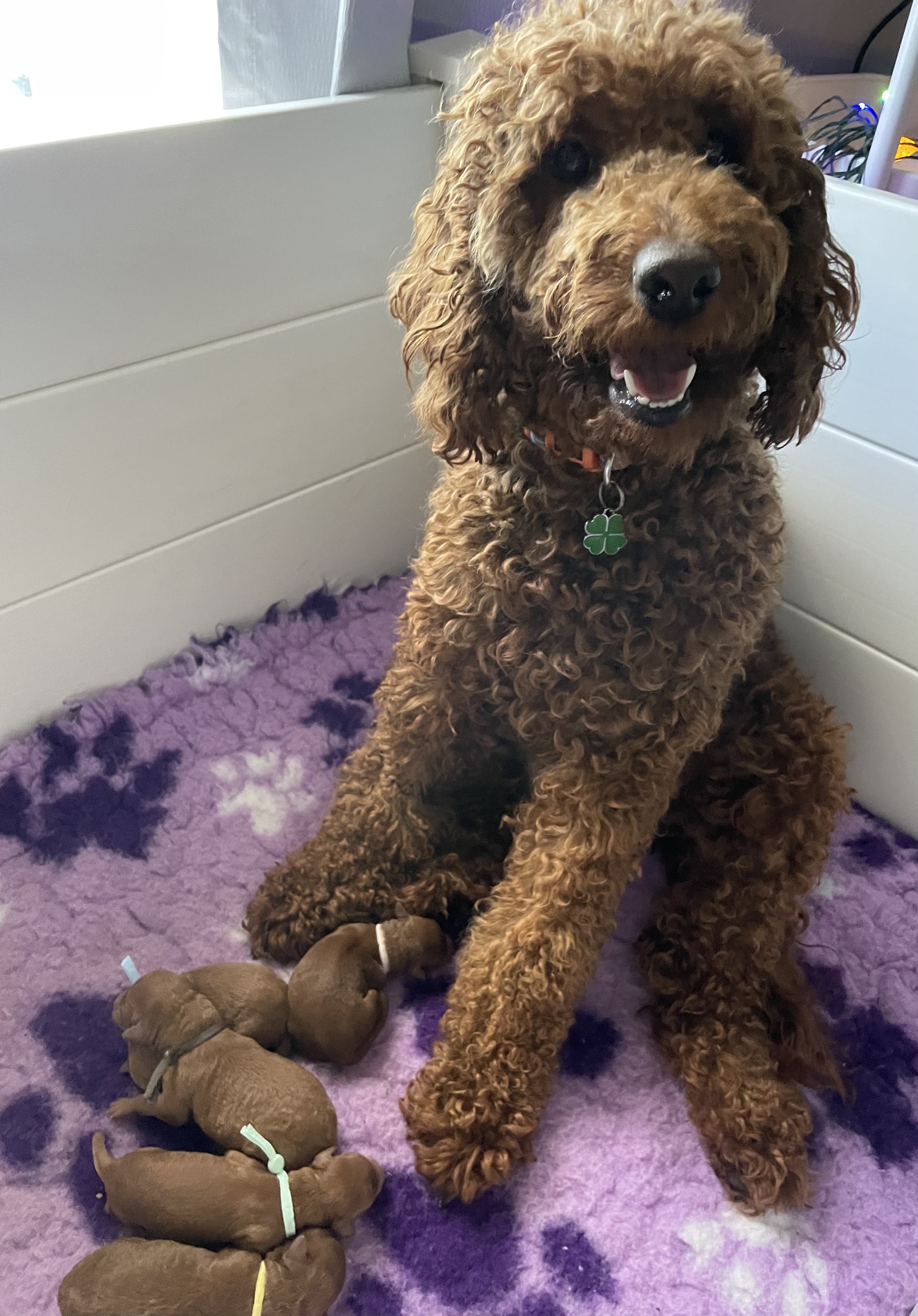 Poodle Mini – Eaton