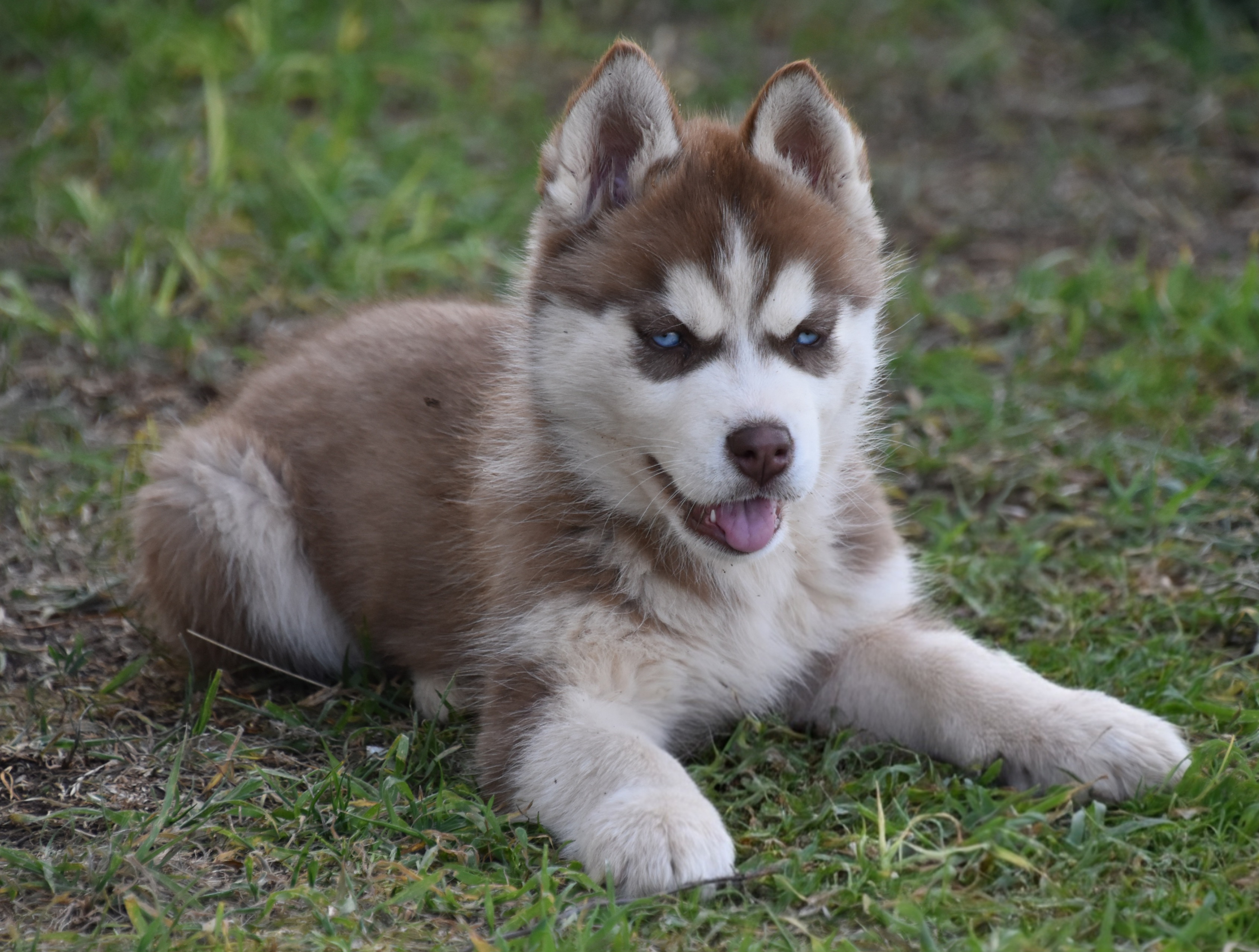 Dogs – Inverell