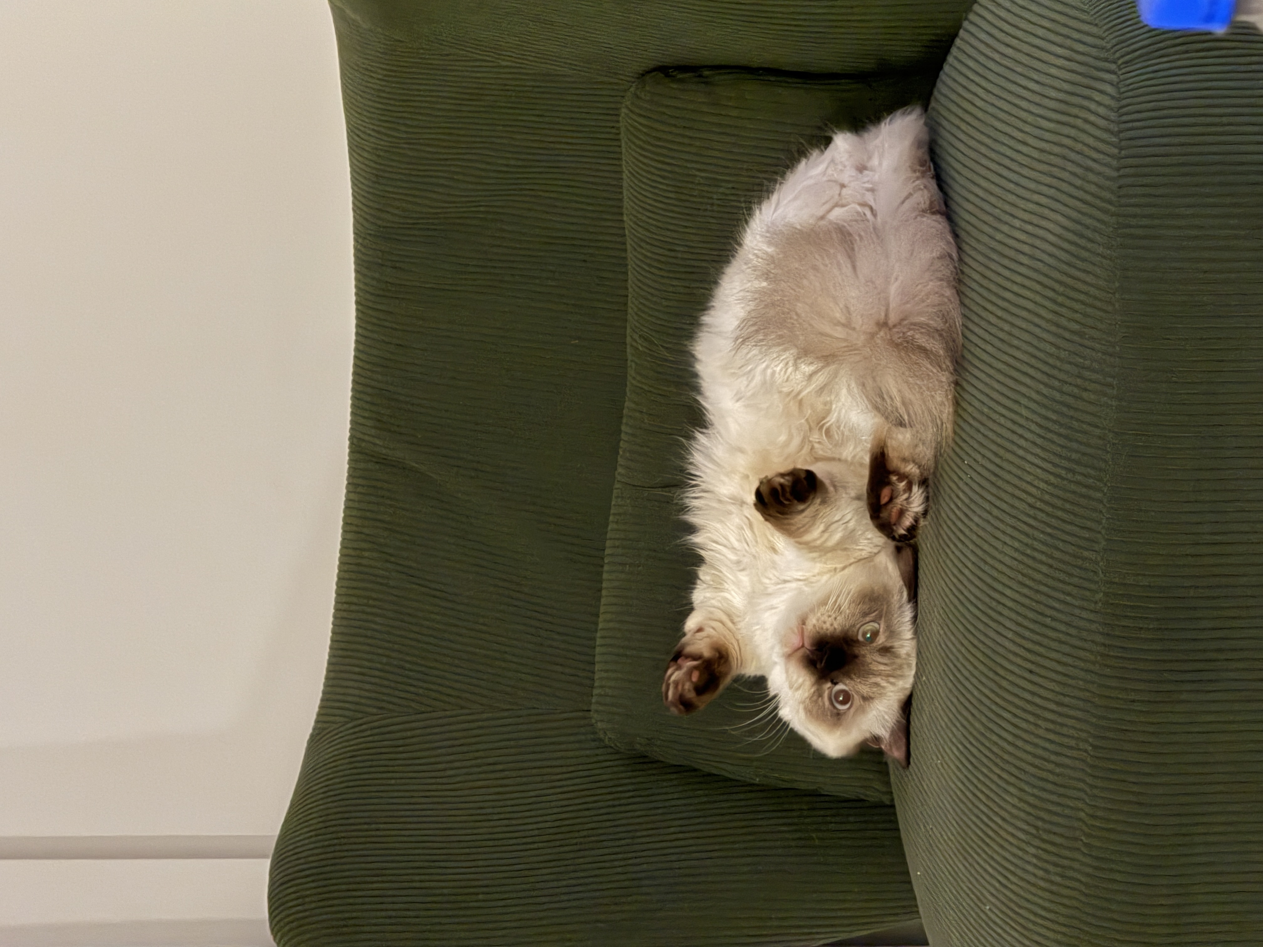 Munchkin – Kilmore