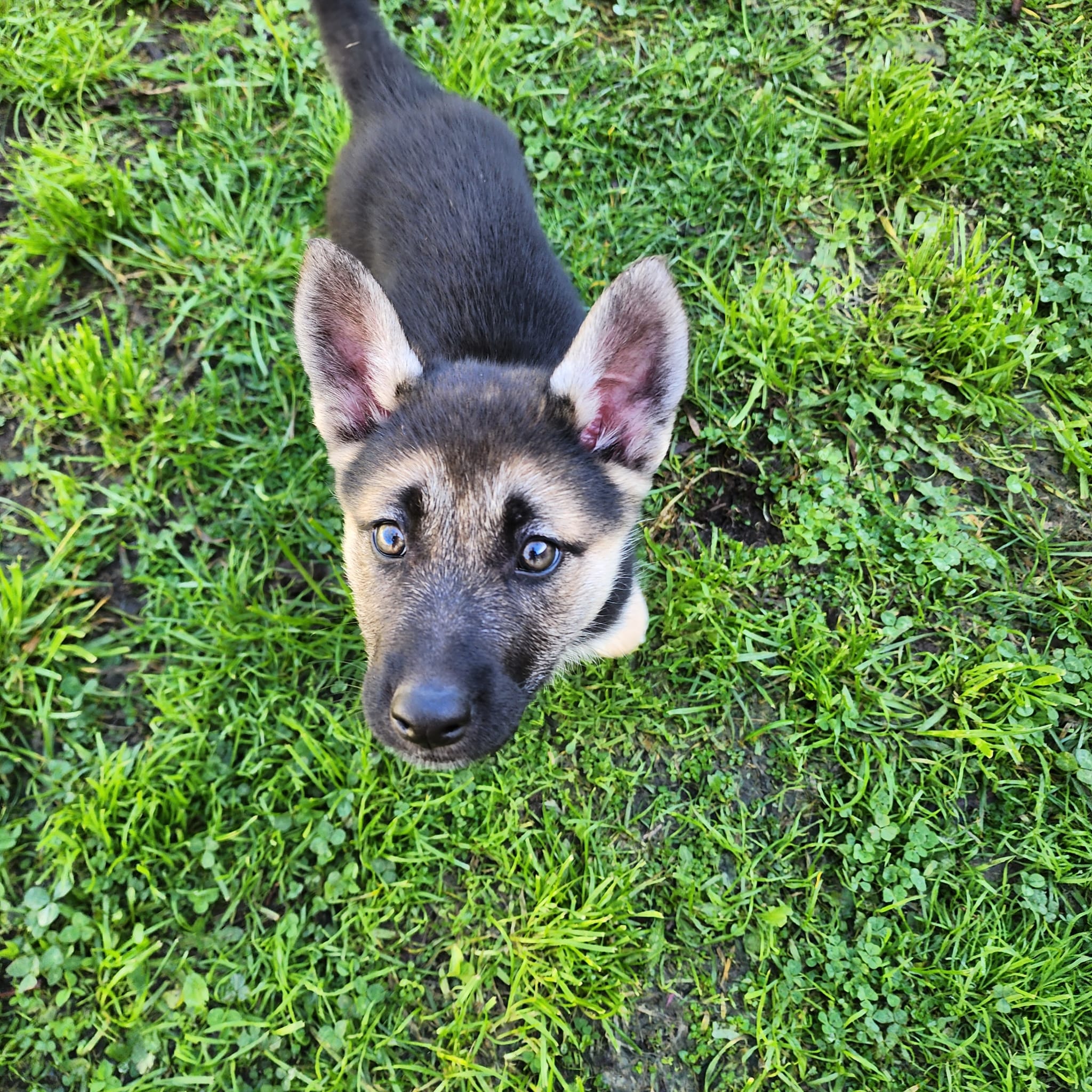 German Shepherd – Rowville