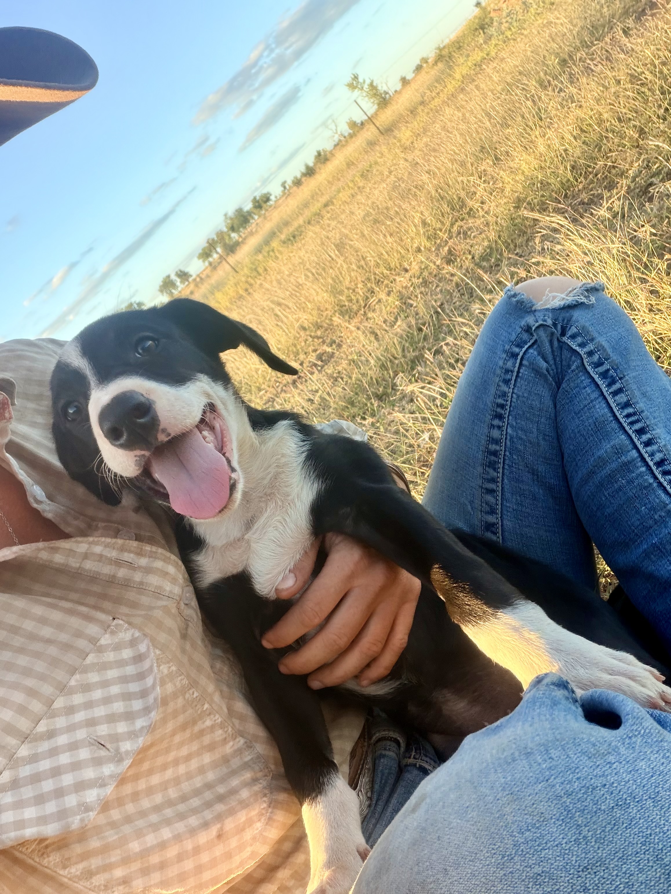 Border Collie – Clermont
