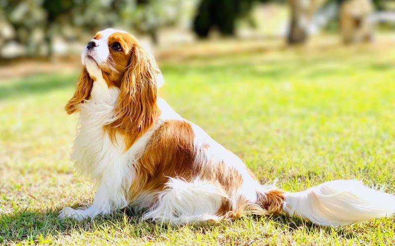Cavalier King Charles Spaniel – Gisborne