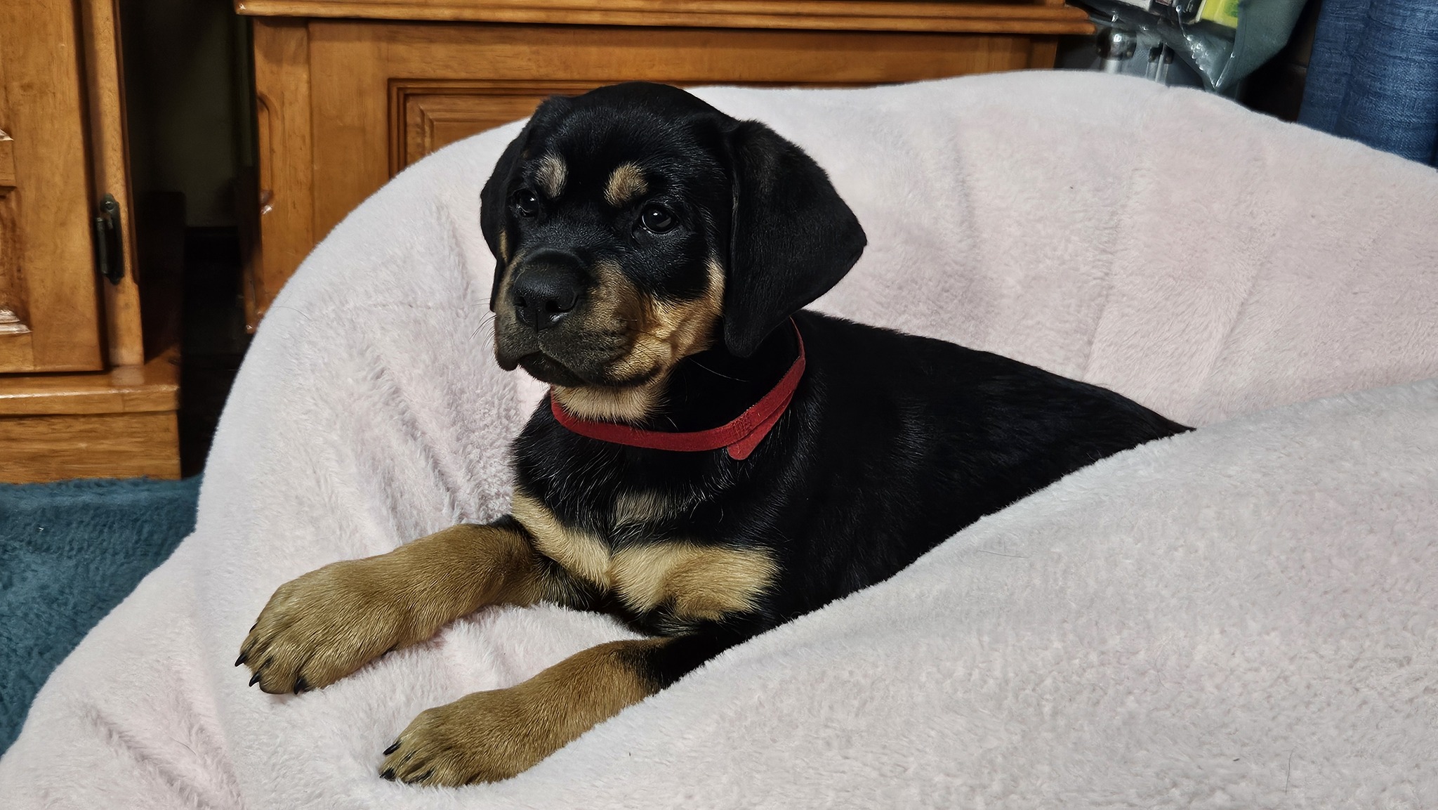 Rottweiler – Goodwood