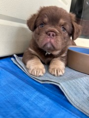 Dogs – Halls Creek