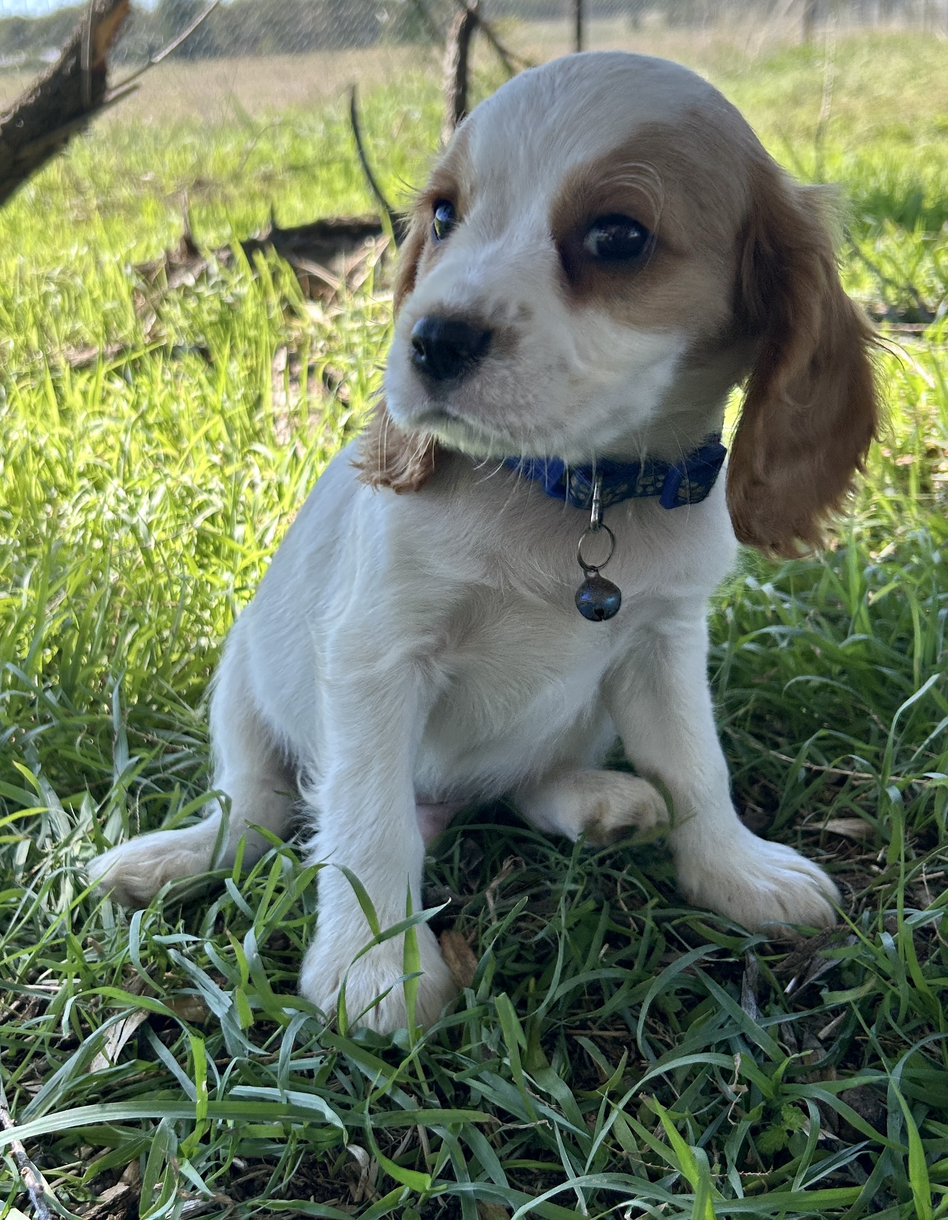 Cocker Spaniel – Wagga Wagga