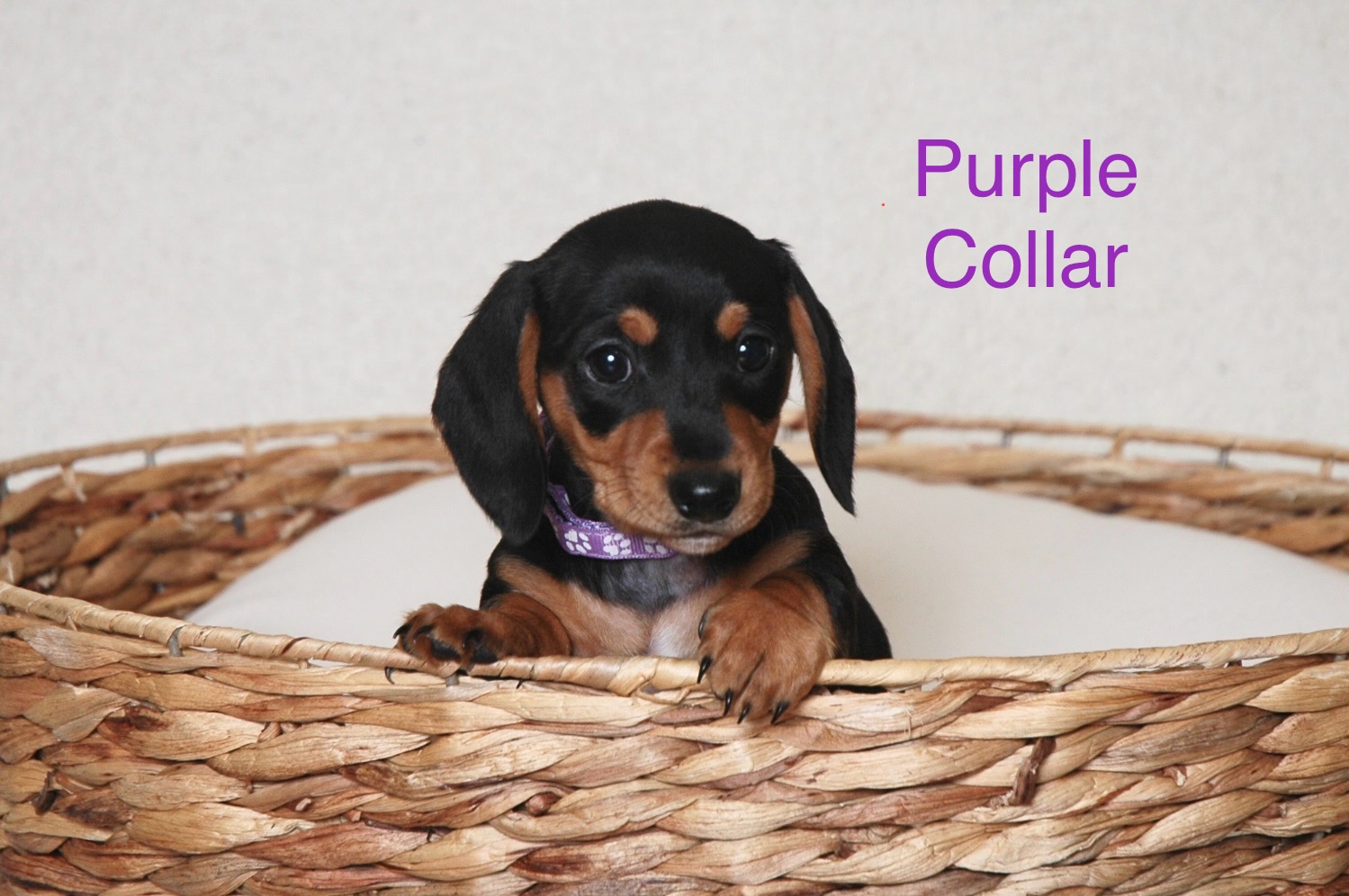 Miniature Dachshund – Nowra