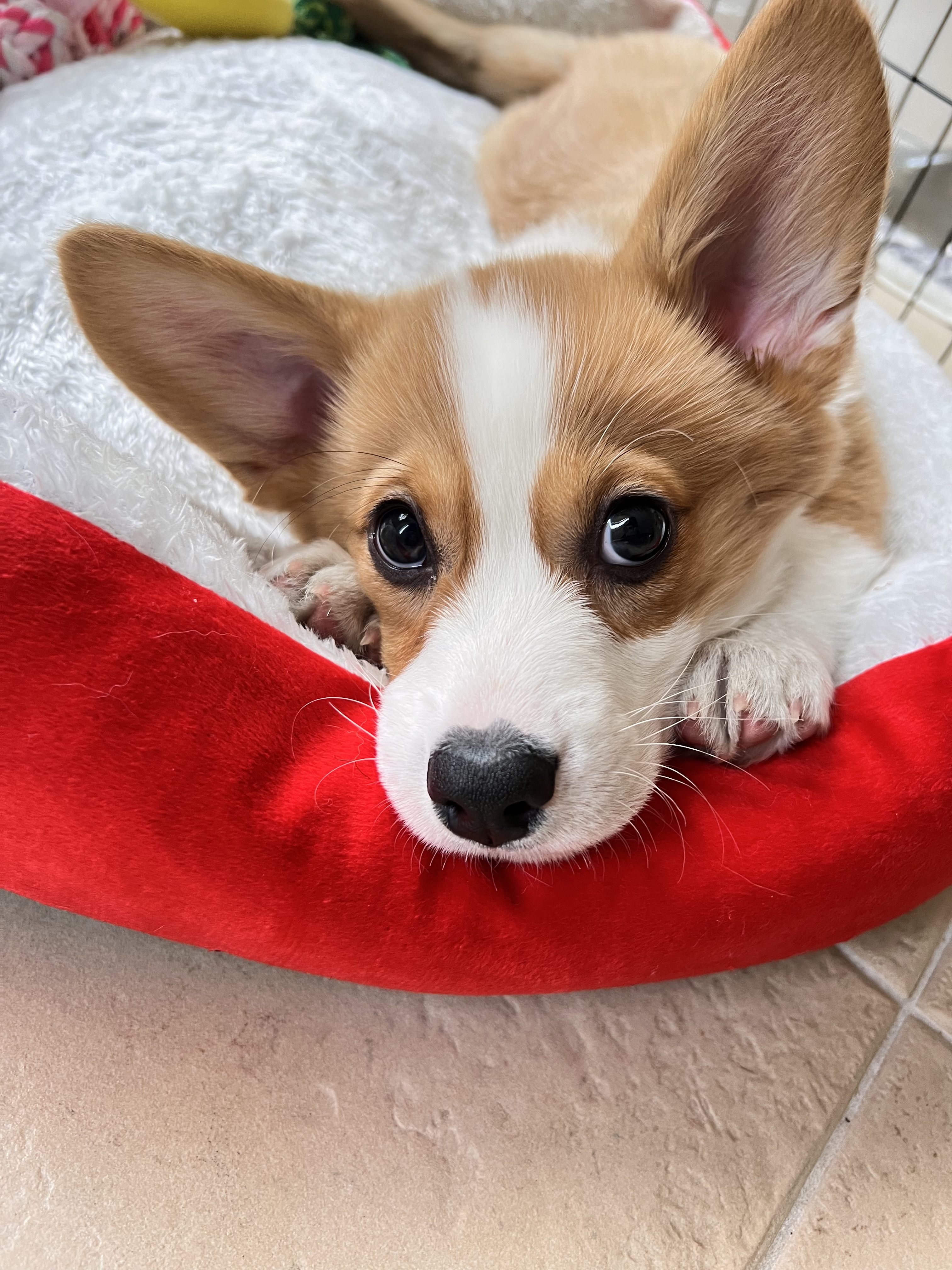 Oak Park PetsForHomes