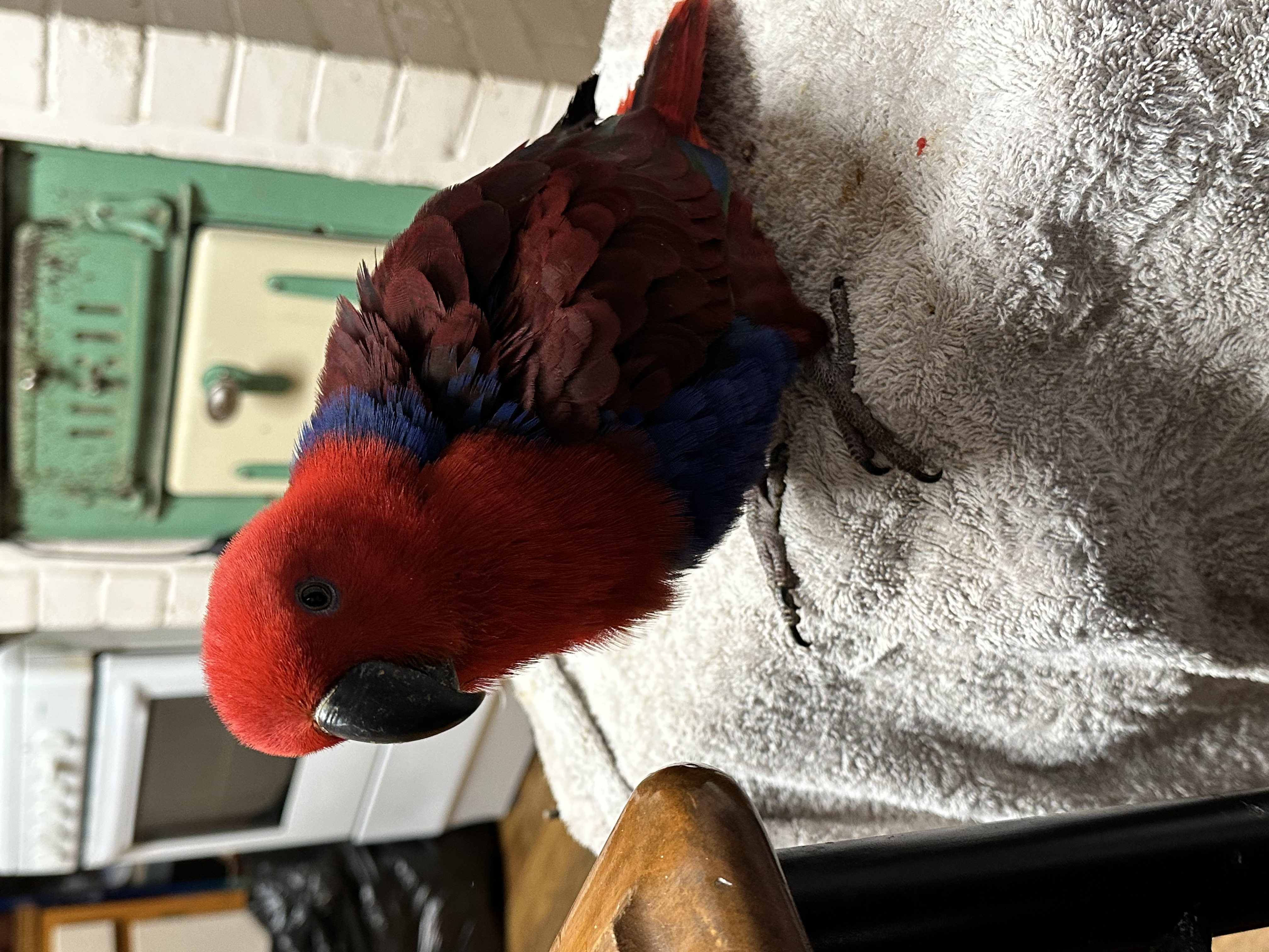 Parrots – Murray Bridge