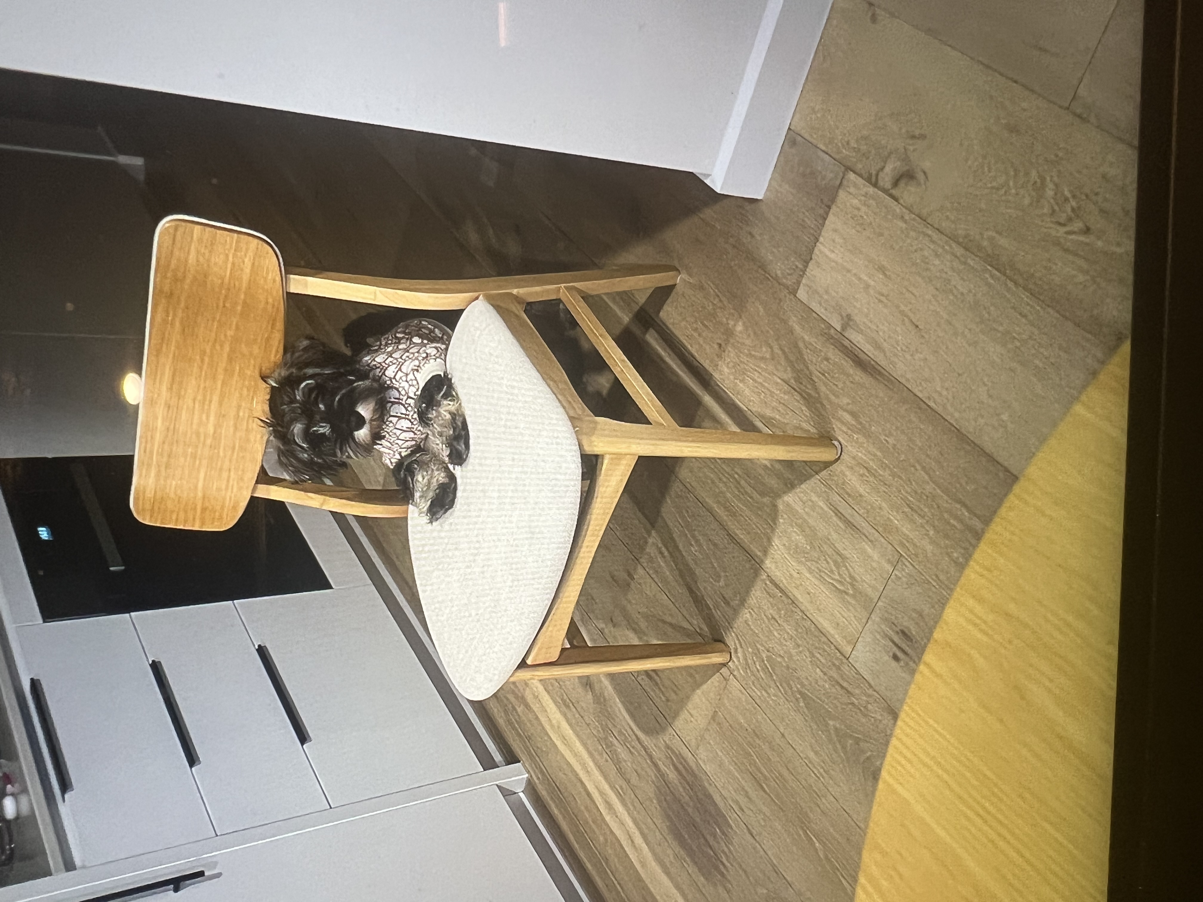 Schnauzer (Miniature) – Burwood