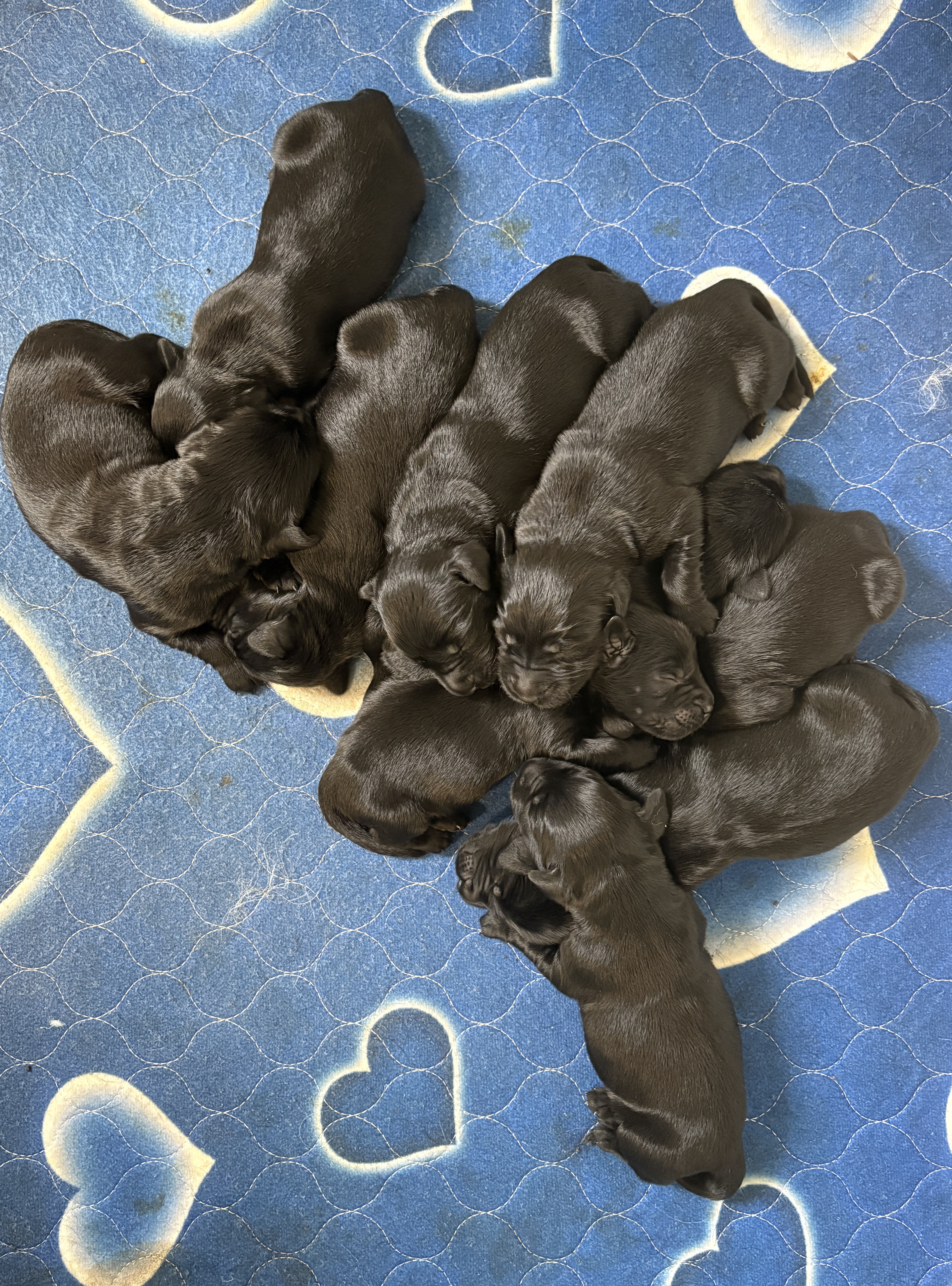 Goldador – Helensvale