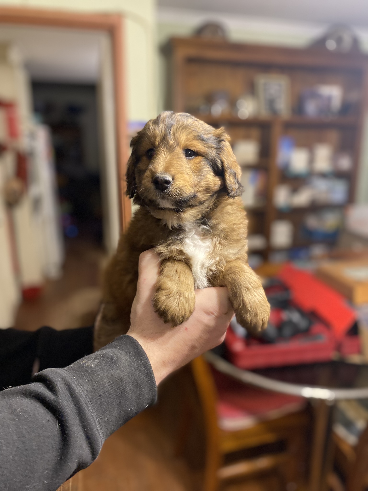 Shetland Sheepdog – Pakenham