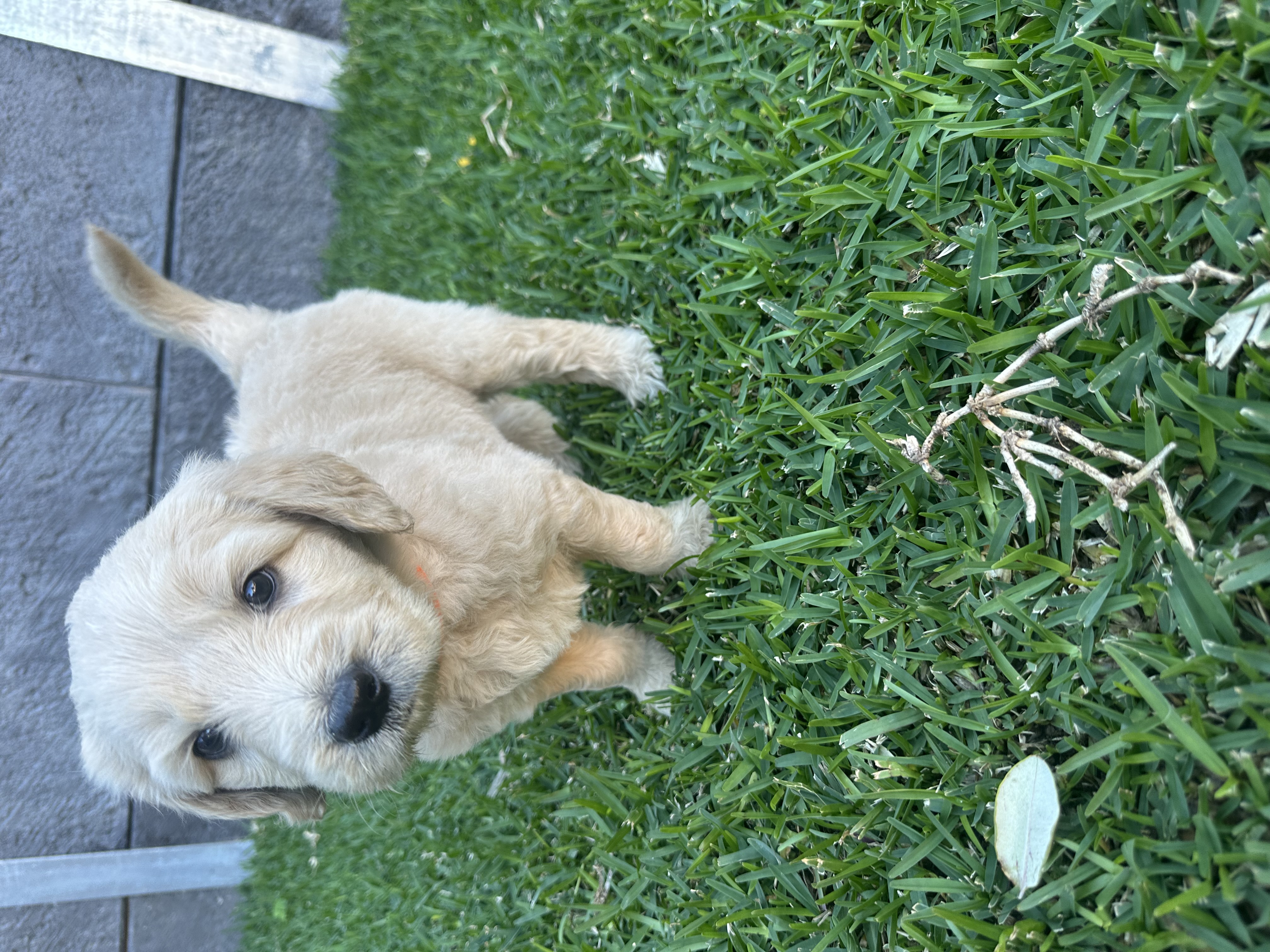 Groodle – Joondalup
